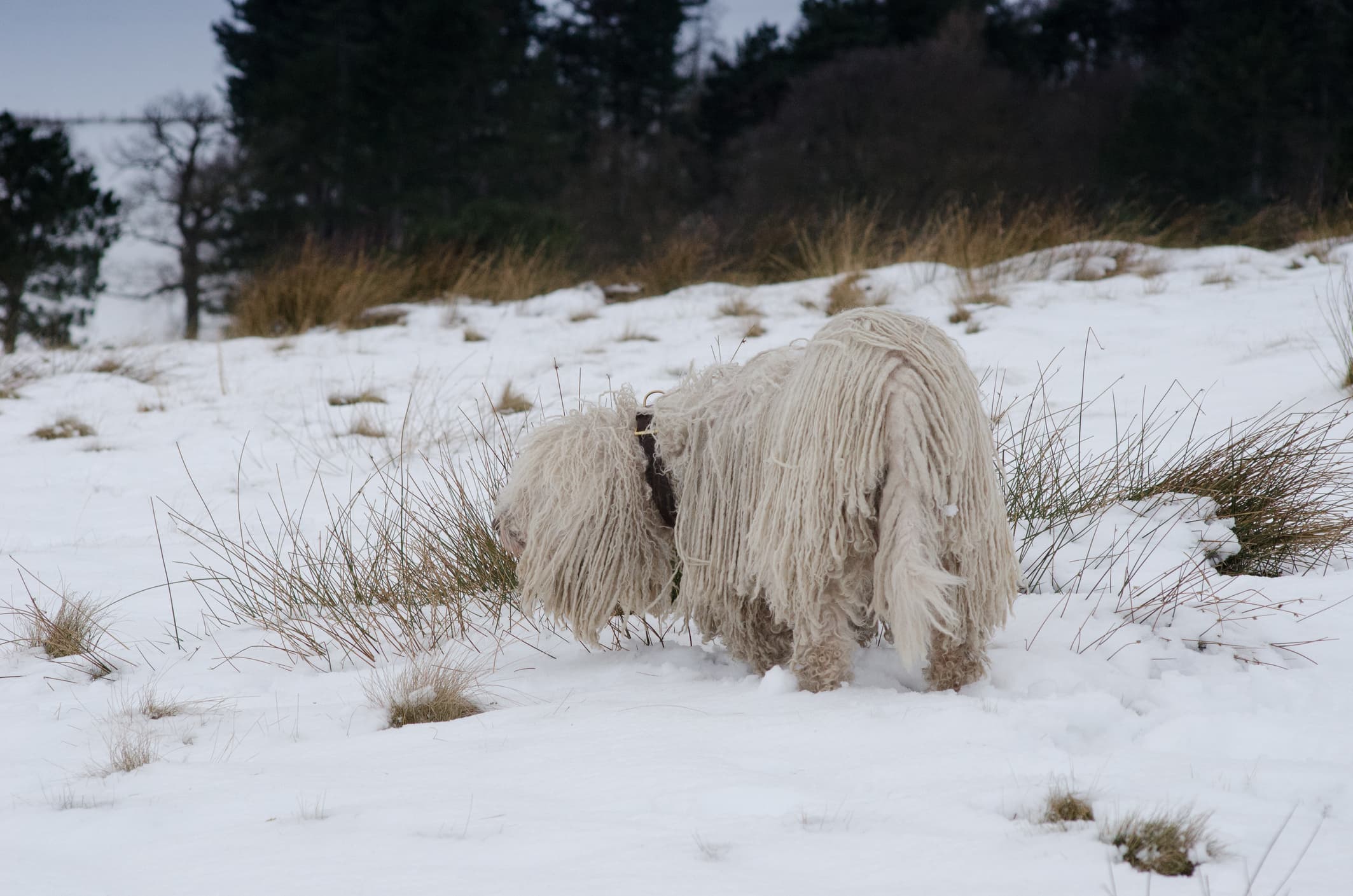 Cachorro da raça Komondor andando na neve.