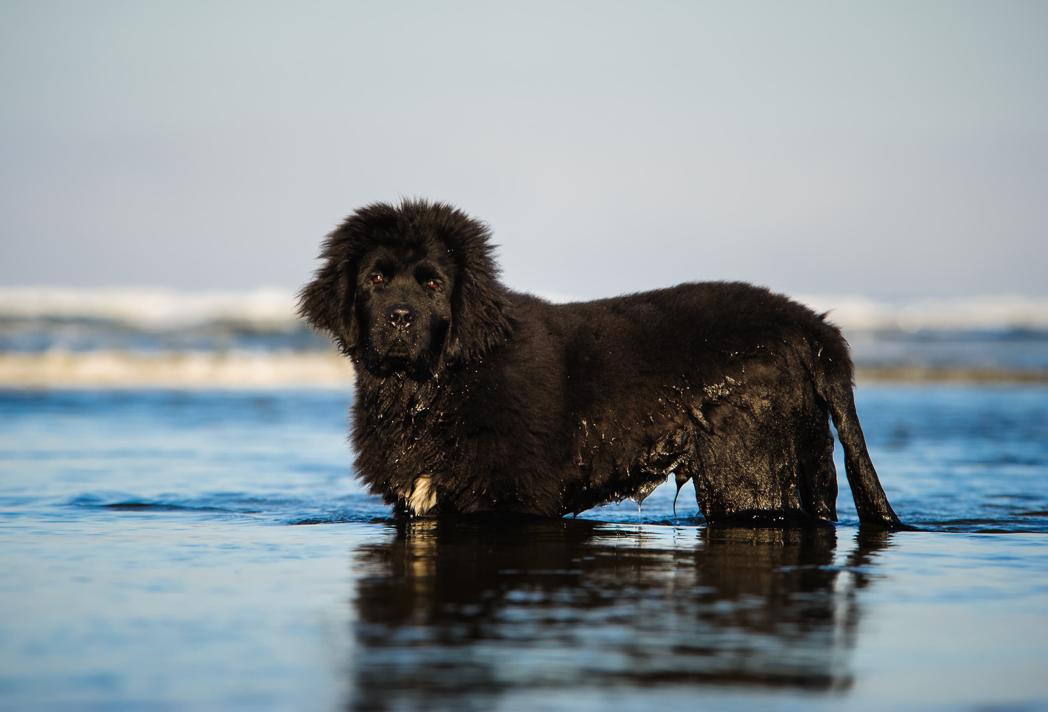 Cachorro de pelo preto da raça Terra Nova, dentro de um rio com agua na metade das patas.