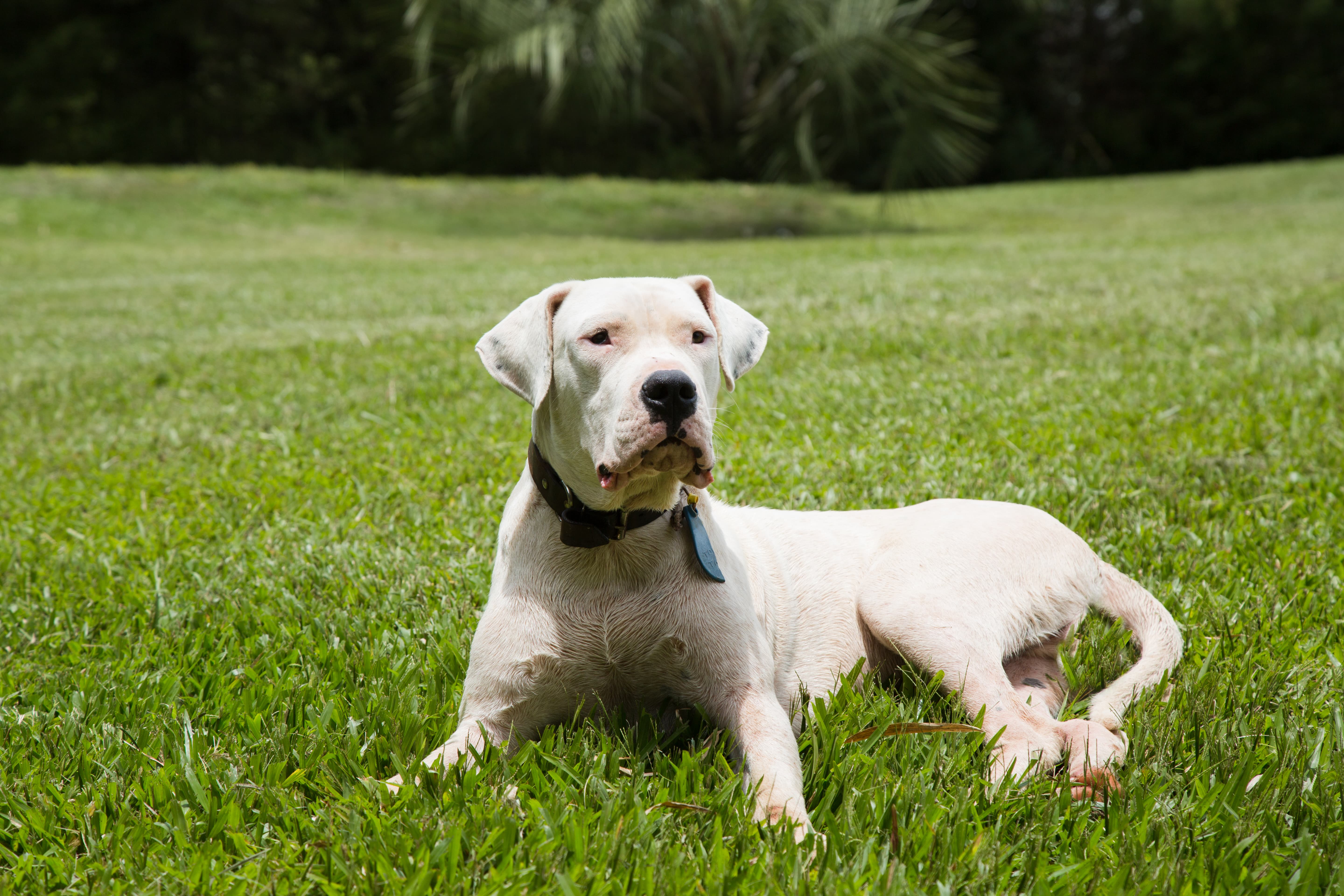 Cachorro da raça Dogo Argentino deitado na grama, ao fundo vegetação baixa.