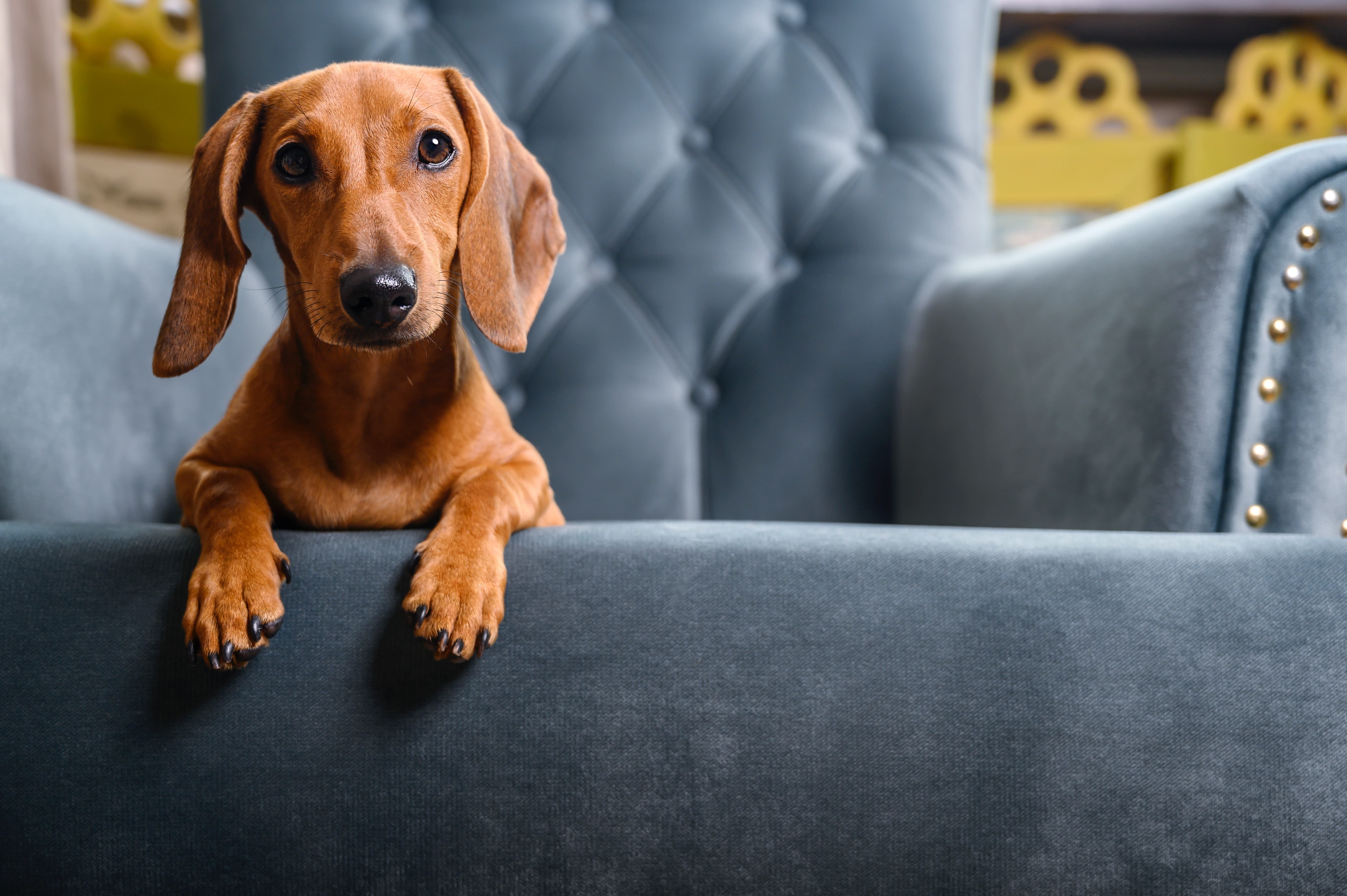 Imagem de um Dachshund, carinhosamente conhecido como Salsicha, de cor marrom, deitado em uma poltrona azul, com suas patas estendidas para fora.