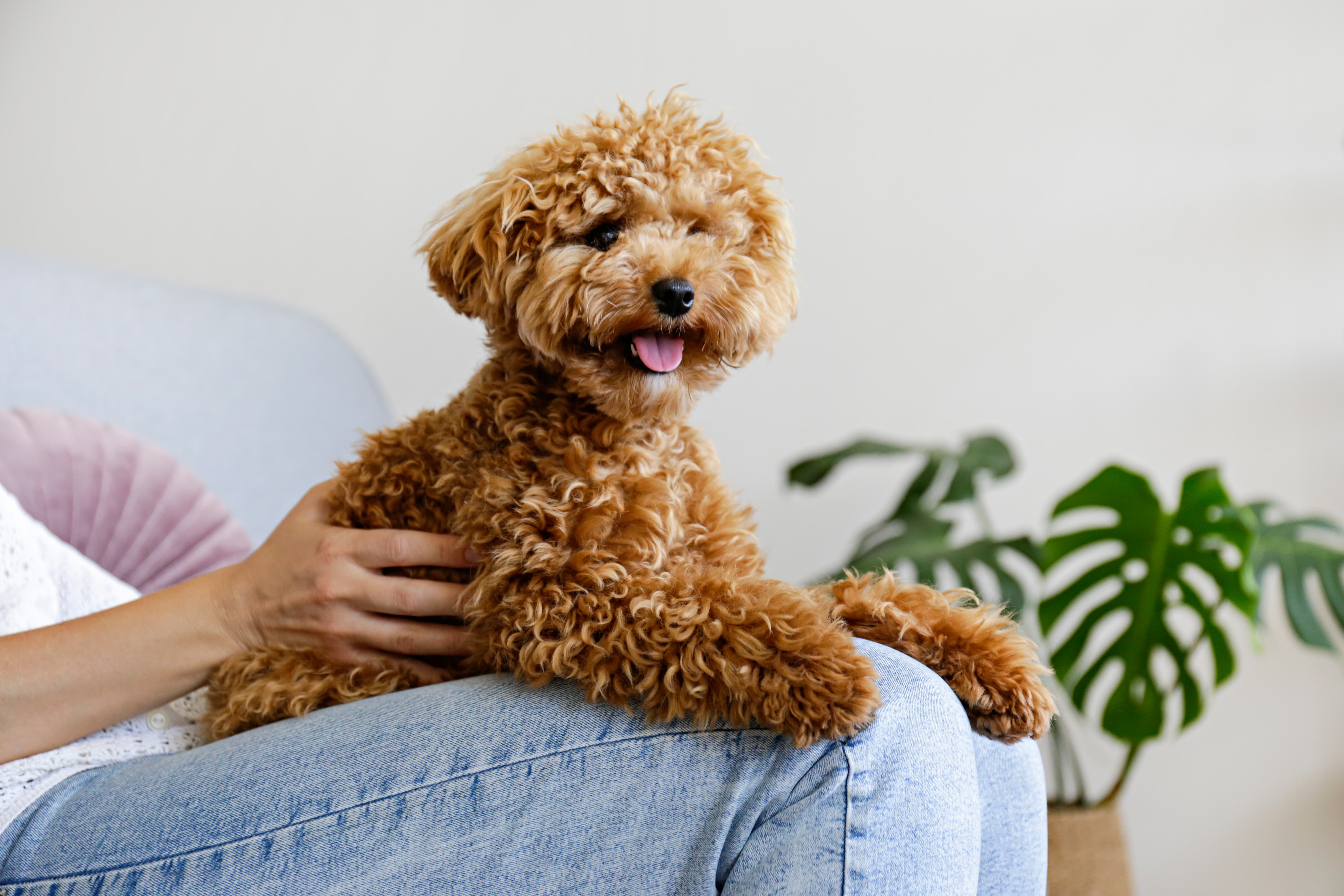 Imagem de um Poodle Marrom com a língua de fora deitado no colo do seu tutor, de fundo um vaso com folhagens.