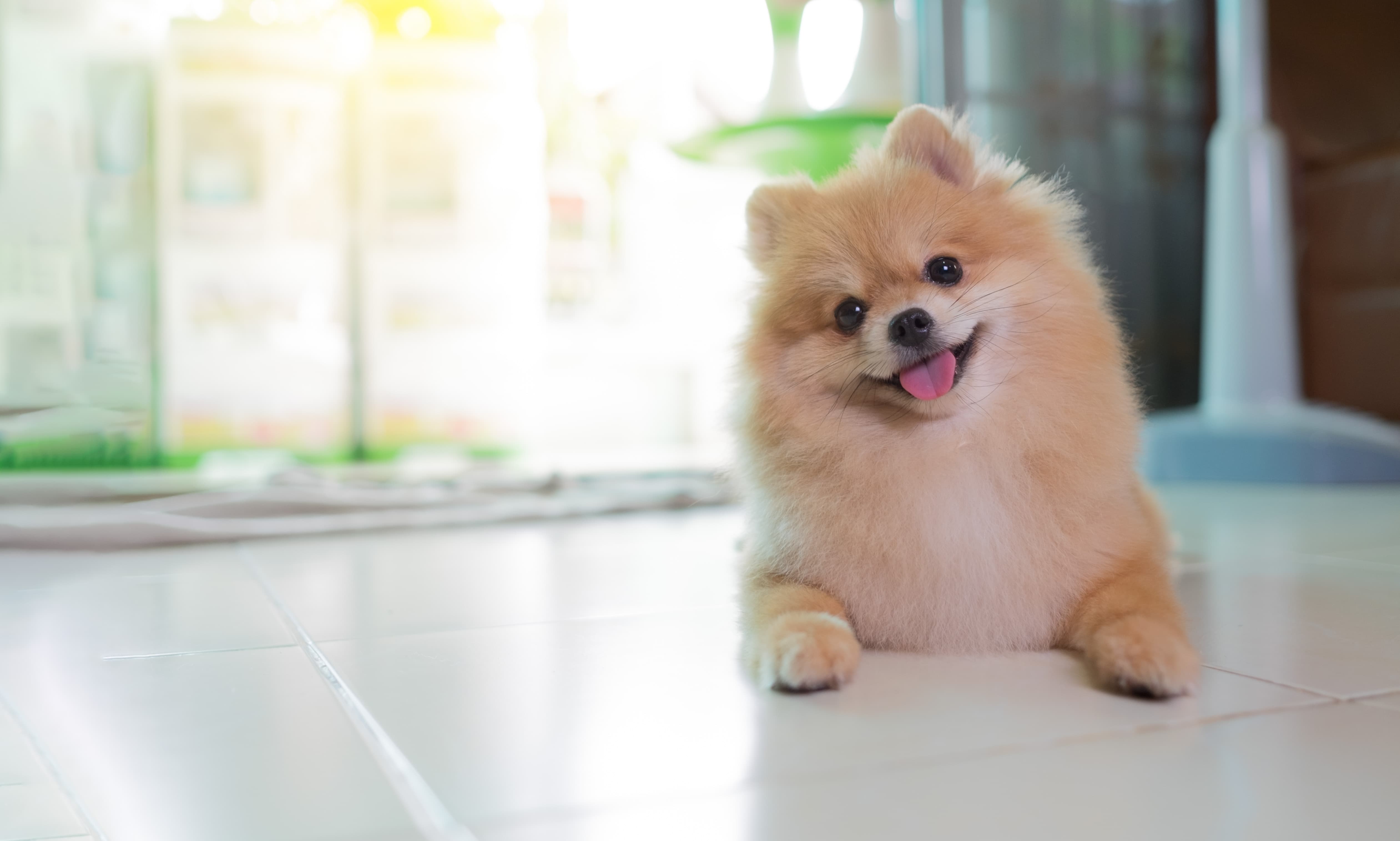 Imagem de um Lulu da Pomerânia com a língua de fora, deitado no chão, com uma área desfocada ao fundo.