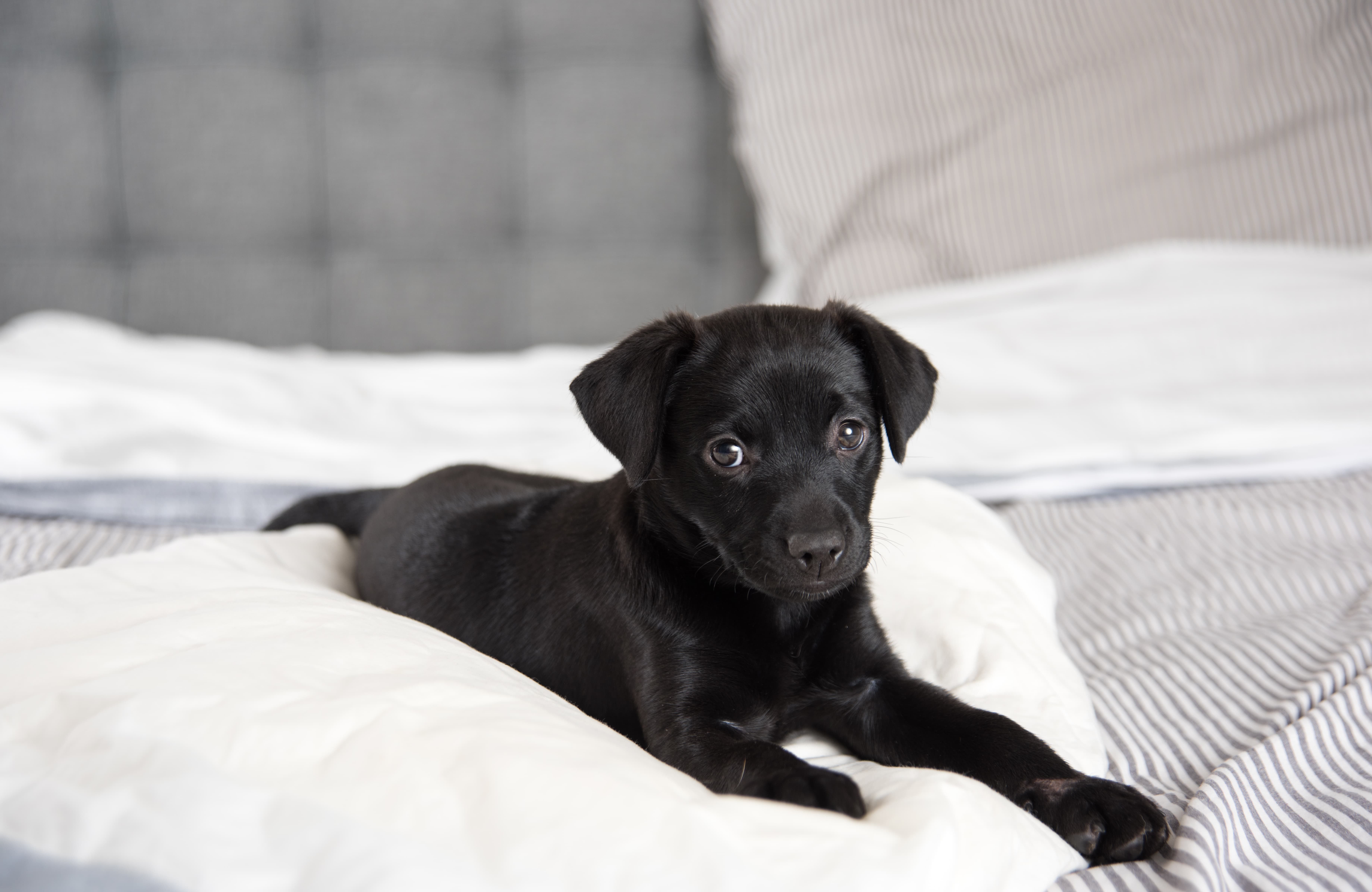 Filhote de cachorro Vira-lata - Fotos e curiosidades