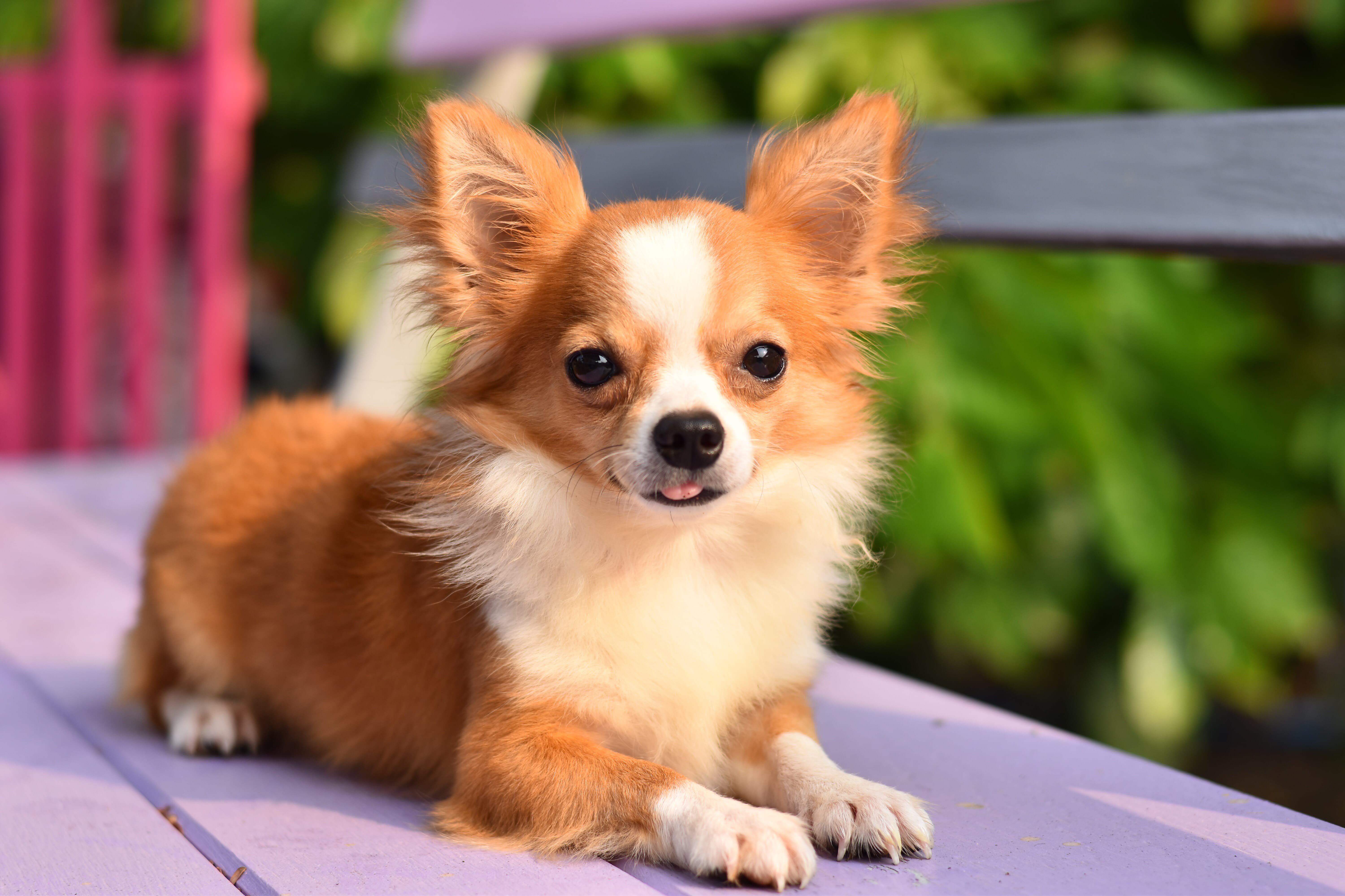 Imagem de um cachorro pequeno da raça Chihuahua amarelo e branco, deitado em um banco roxo com a ponta da língua para fora. Ao fundo, há árvores e uma grade rosa.