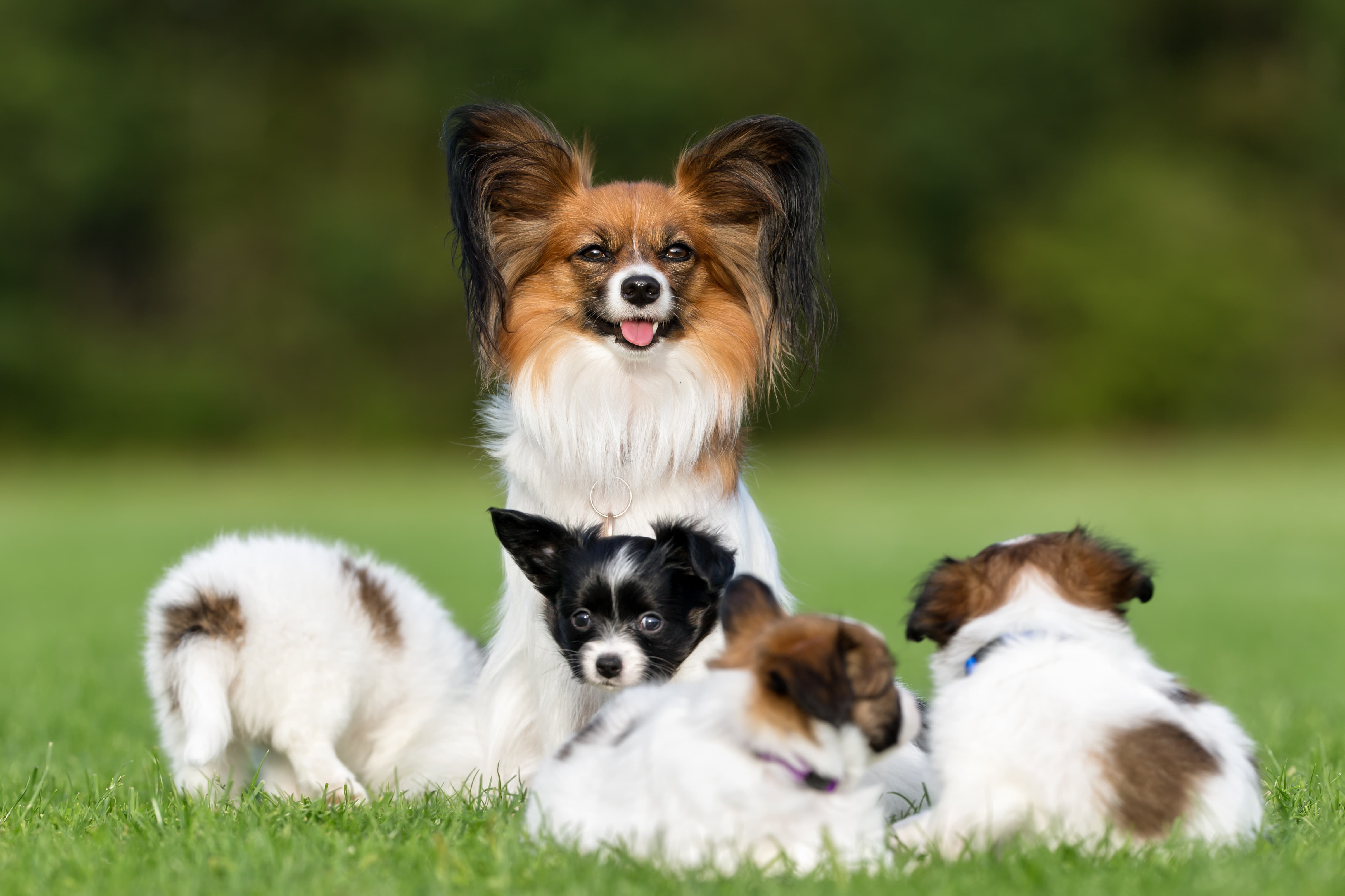 Imagem de cinco cachorros que não crescem da raça Papillon em tons de branco, preto e marrom. Três estão deitados na grama, um está em pé e a mãe está sentada com a cabeça erguida e a língua para fora.
