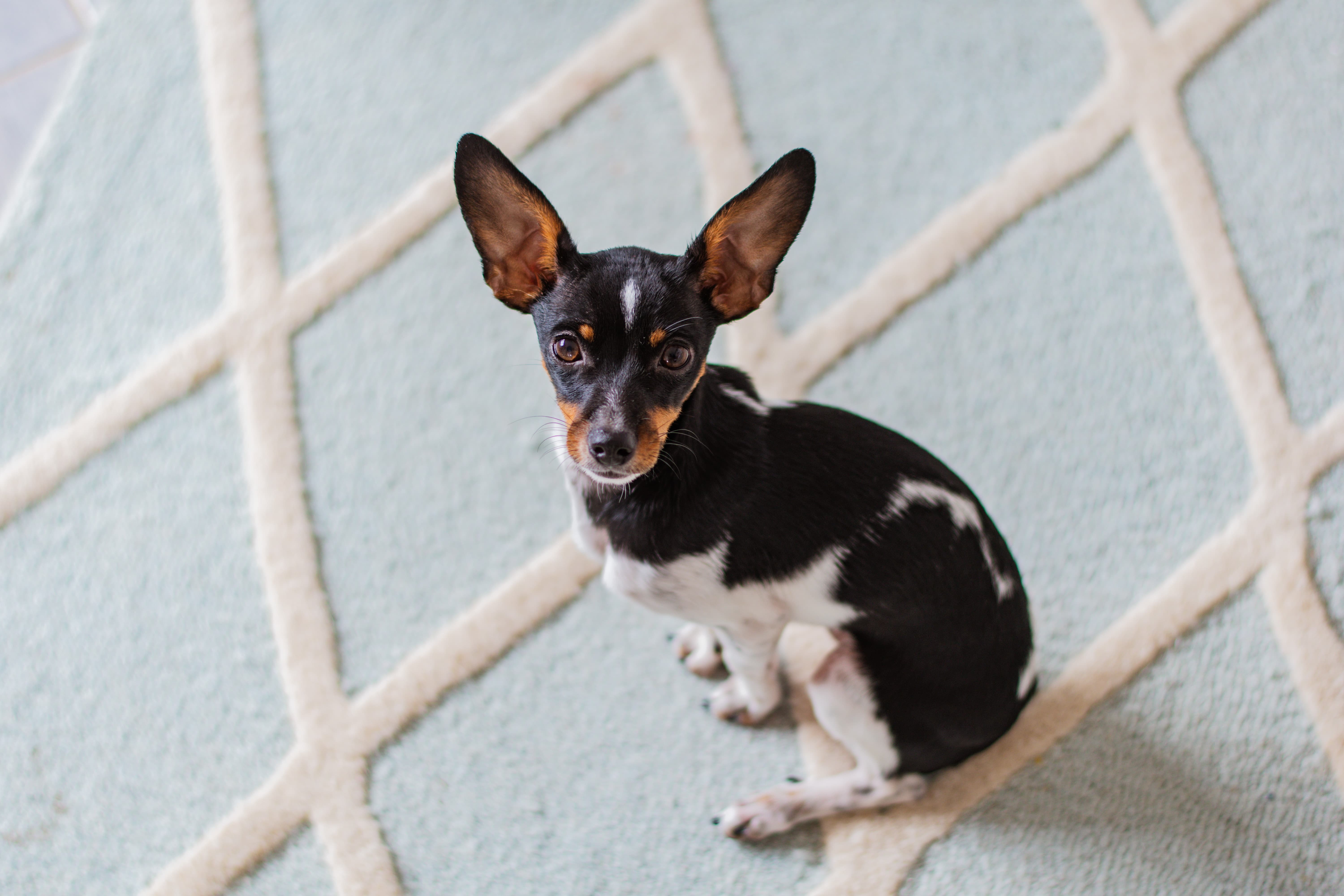 Imagem de um cachorro pequeno da raça Pinscher nas cores preto, amarelo e branco, sentado sobre um tapete azul e branco com as orelhas em pé e olhando para cima.