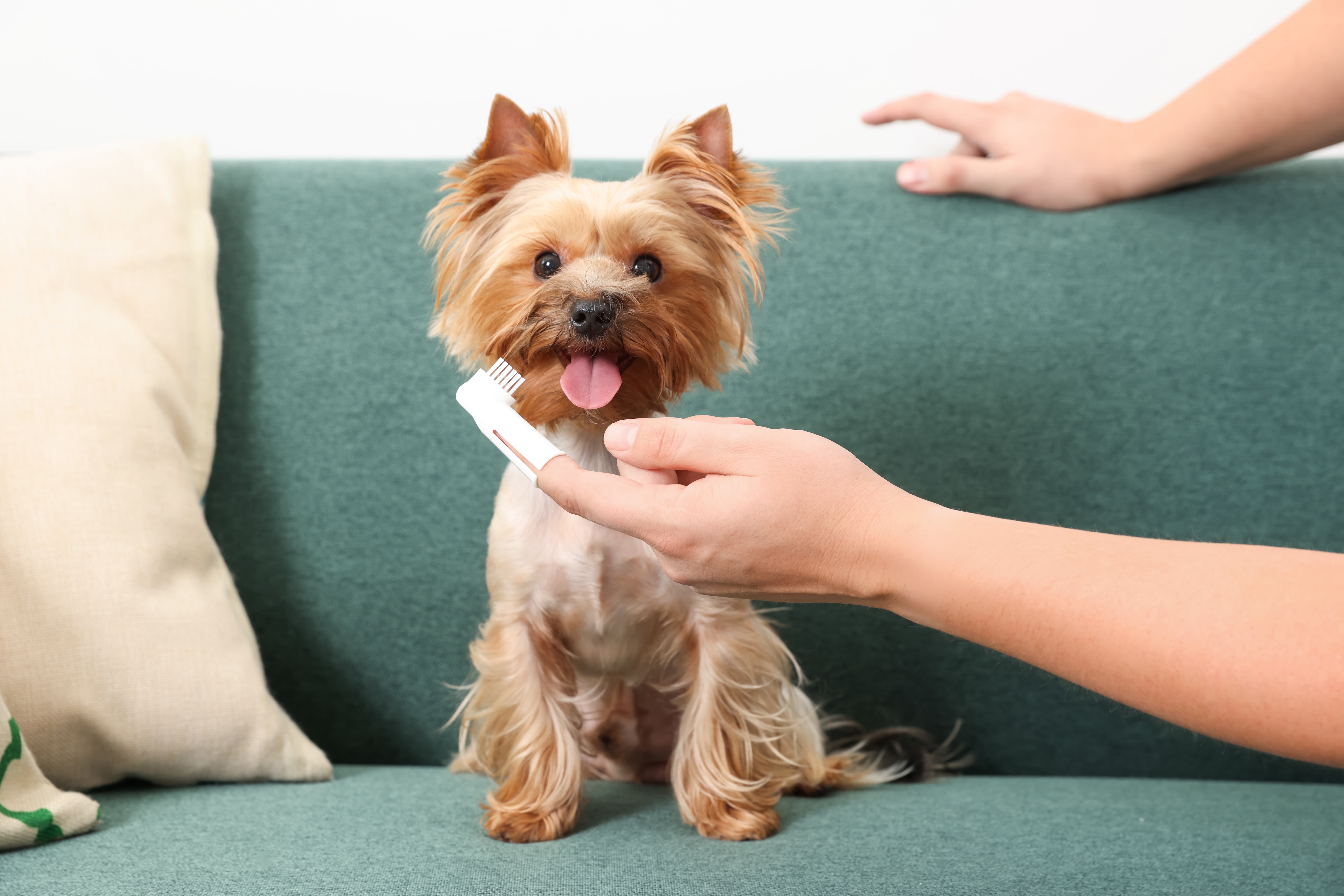 Imagem de um cachorro de porte pequeno da raça Yorkshire marrom, sentado sobre um sofá azul ao lado de almofadas bege, com a língua para fora. Seu tutor está ao lado com uma escova de dentes para cachorros próximo à boca dele.