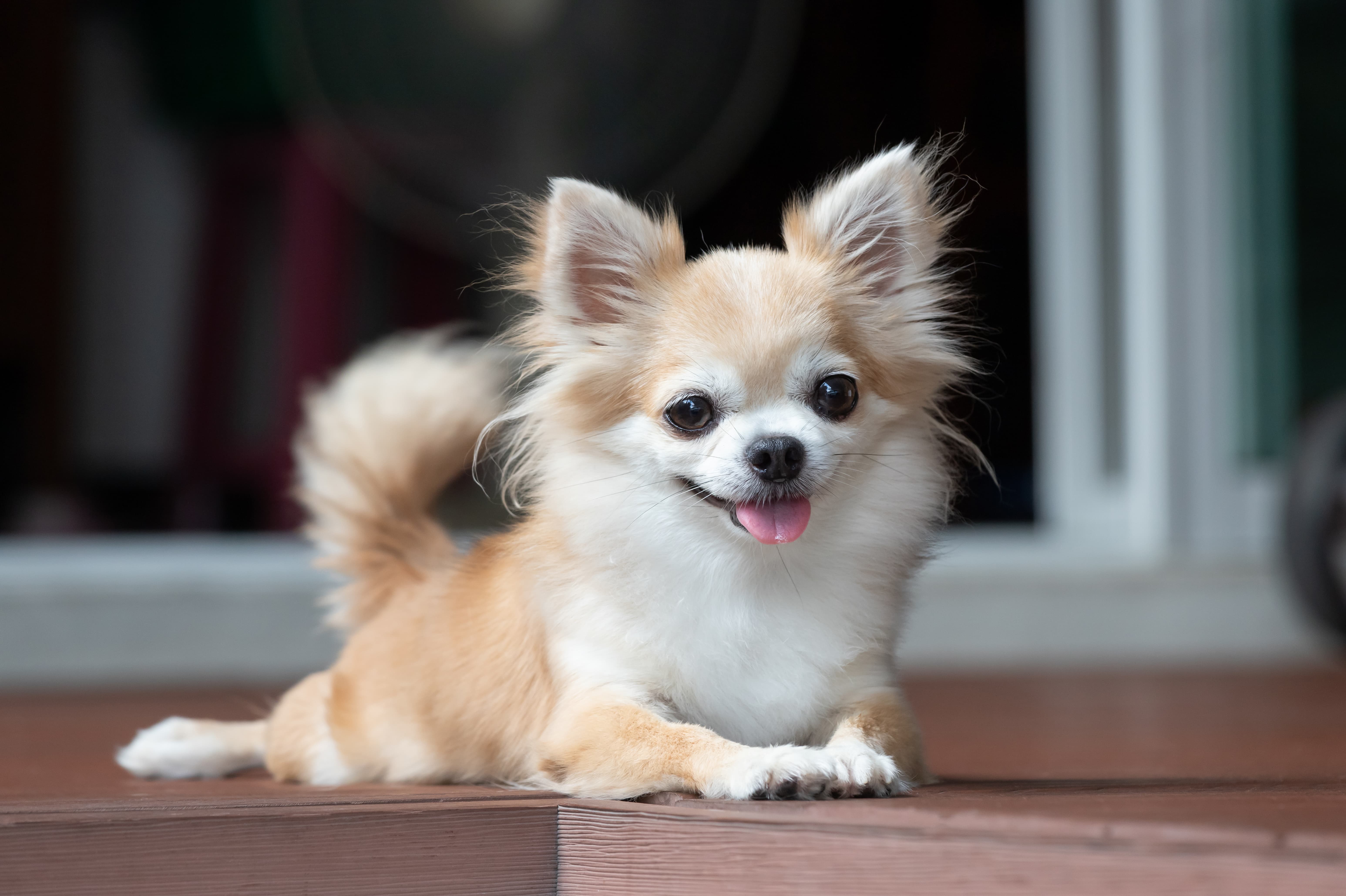 Imagem de um Chihuahua branco e caramelo claro com a língua de fora deitado em uma superfície de madeira.