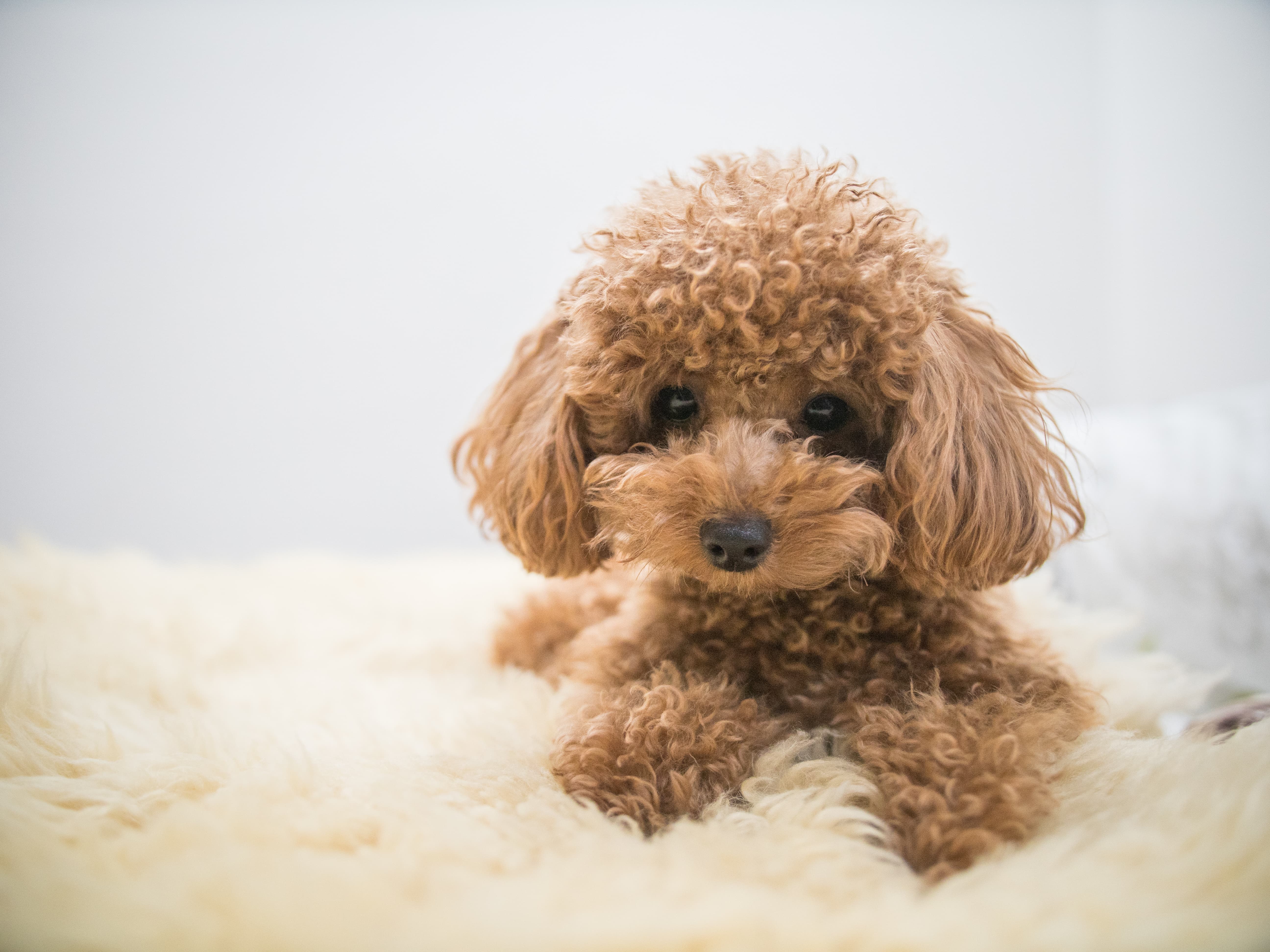 Imagem de um Poodle Toy marrom claro deitado em um tapete felpudo na cor creme.