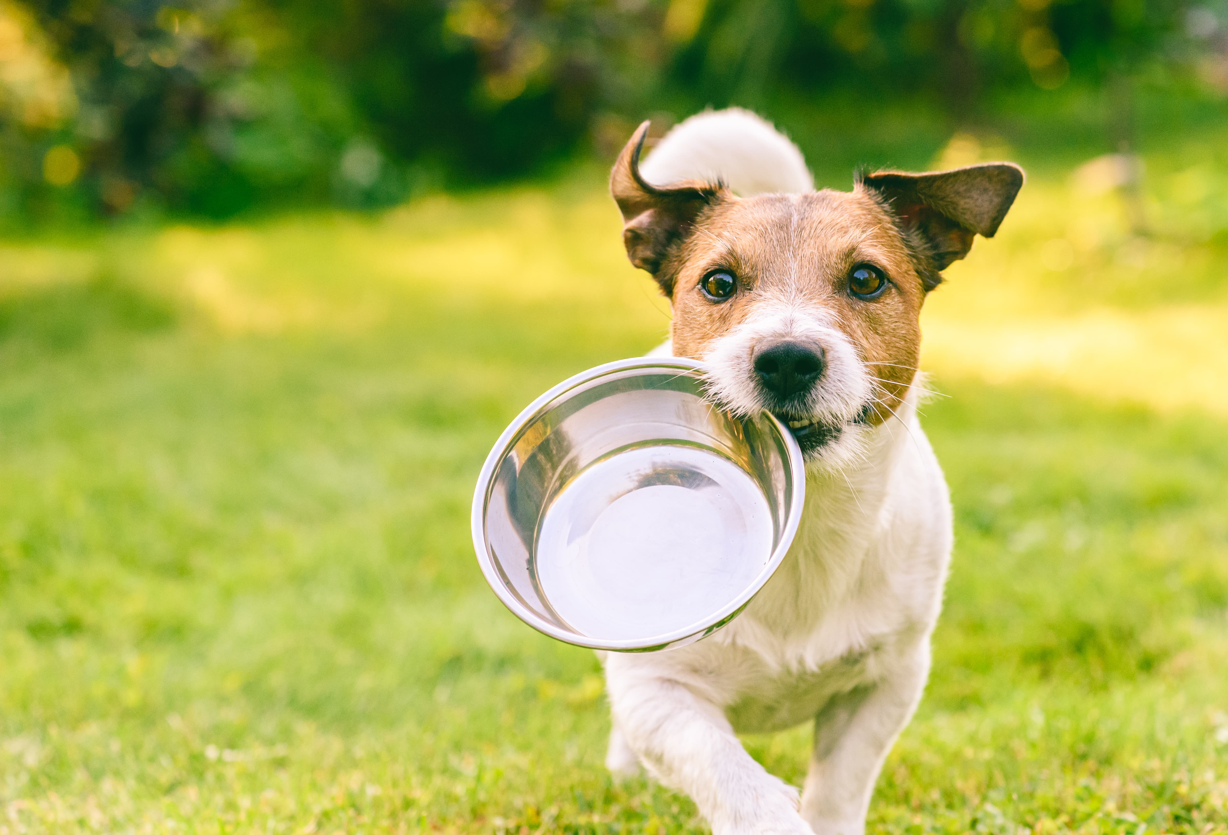  Imagem de um cachorro felpudo branco e dourado correndo na grama com um pote de metal na boca e folhagens desfocadas de fundo.