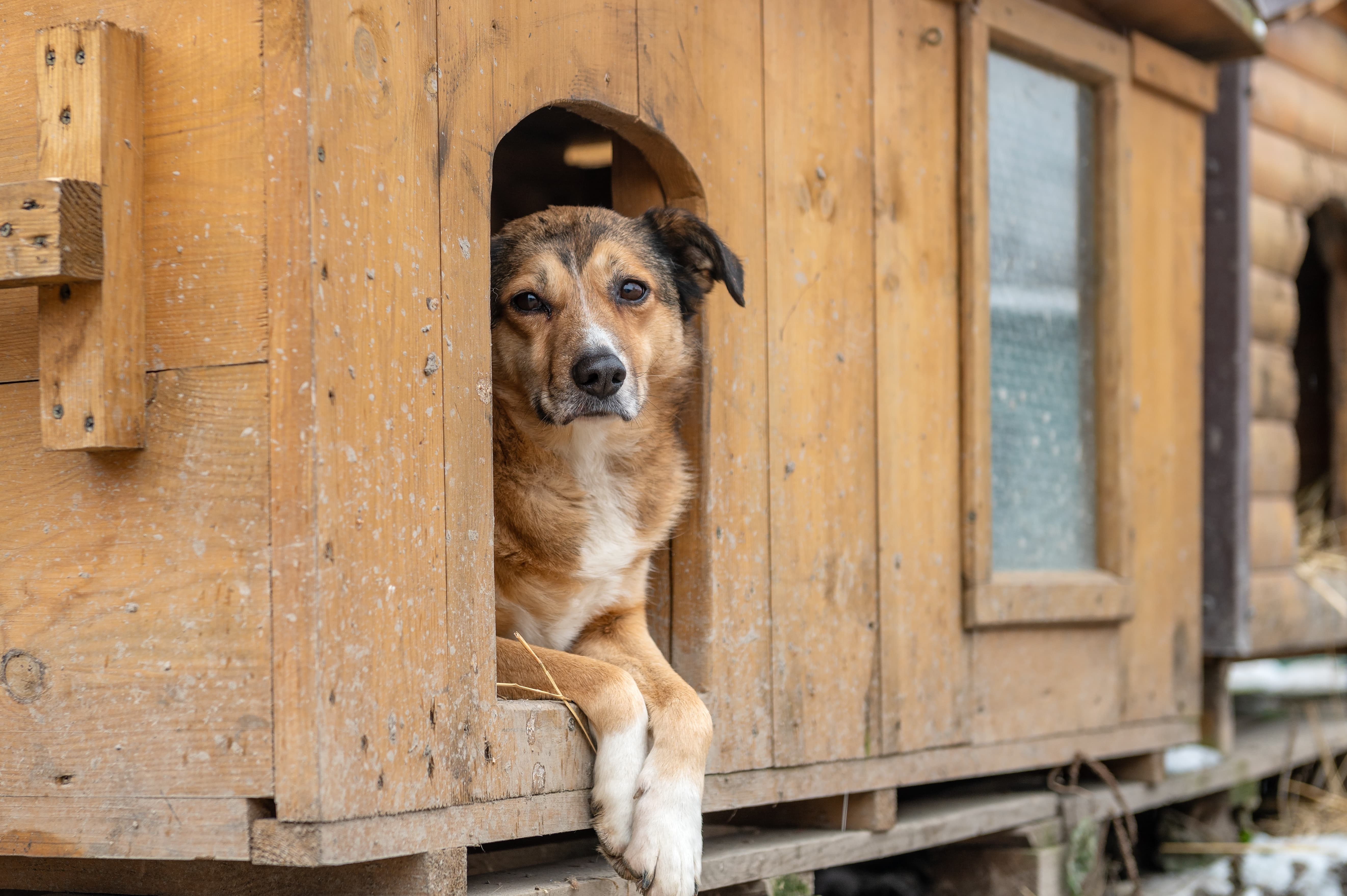 Imagem de um cachorro vira-lata branco, amarelo e preto deitado com as patas para fora em uma casinha de cachorro de madeira.