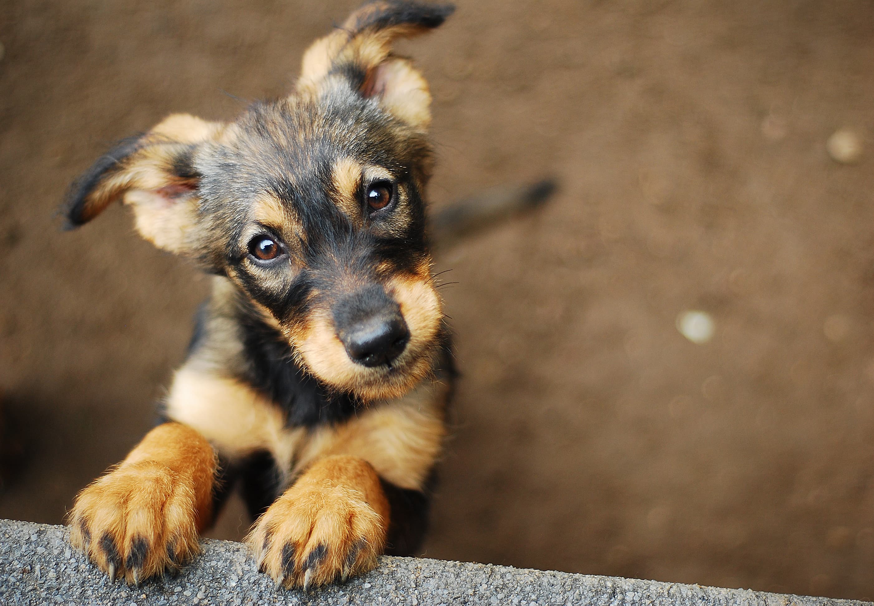 Imagem de um cachorro vira-lata felpudo preto e amarelo de pé com as patas apoiadas olhando para cima.