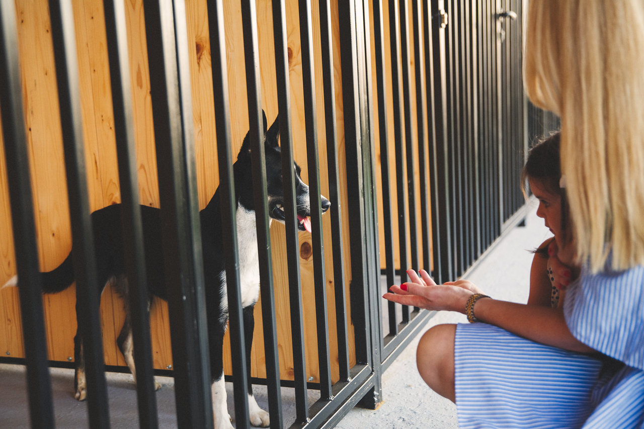 Como escolher o abrigo para adotar seu cachorro?