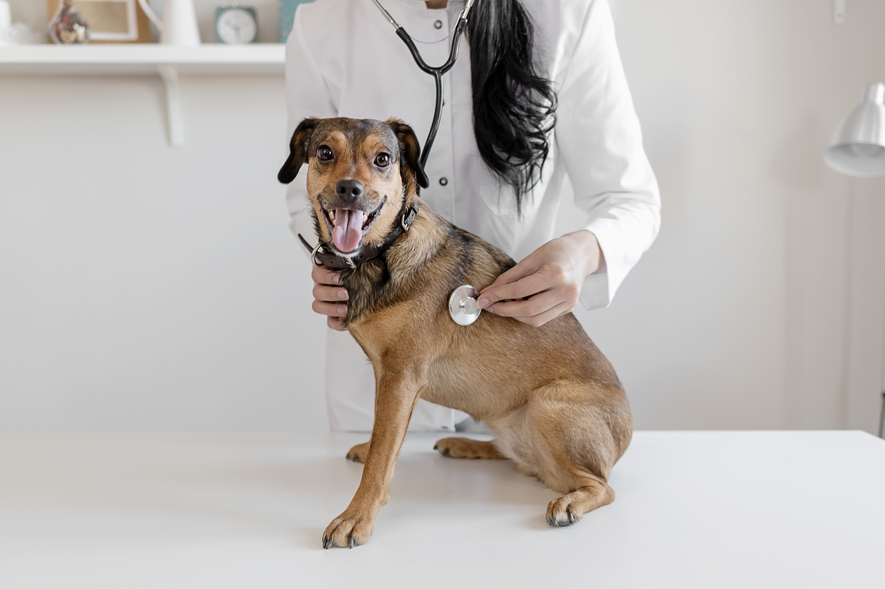 A importância das visitas periódicas ao veterinário