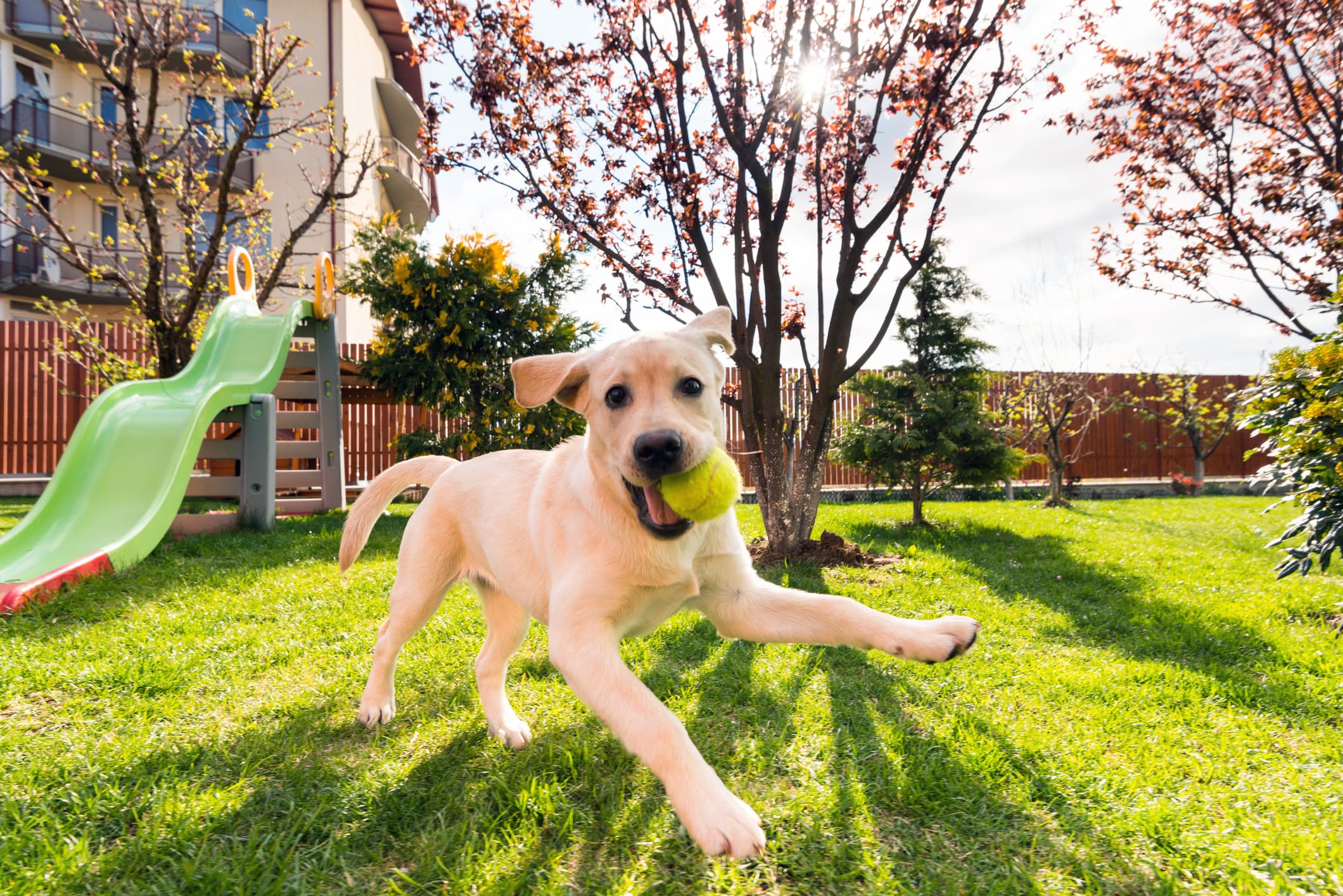 Um cachorro de pelo bege está em um jardim brincando enquanto segura em sua boca um bolinha de tênis verde ao fundo algumas árvores.