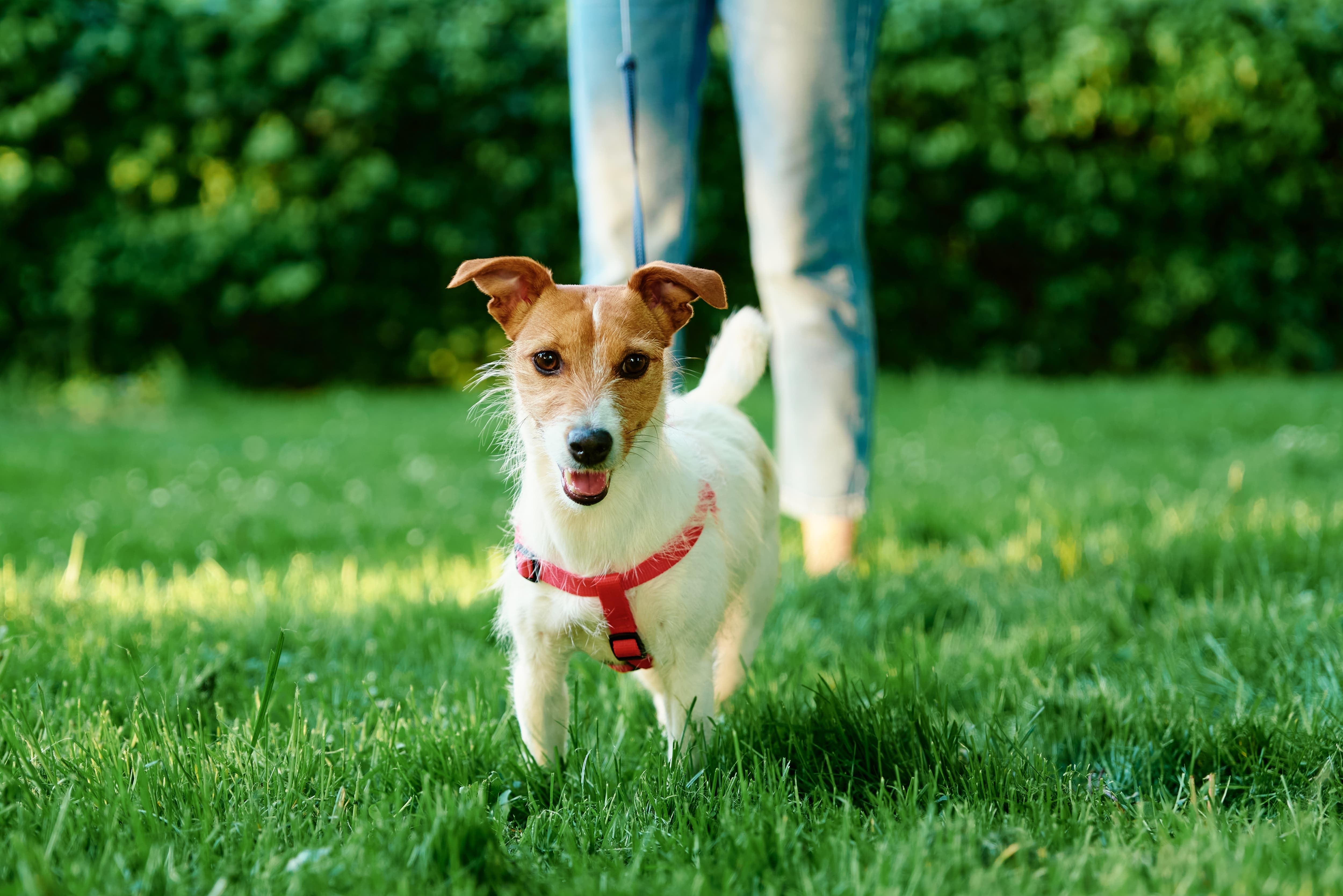 Imagem de um cachorro jack Russell Terrier, branco com manchas marrons, usando uma guia vermelha e coleira, andando à frente de sua tutora sobre a grama.