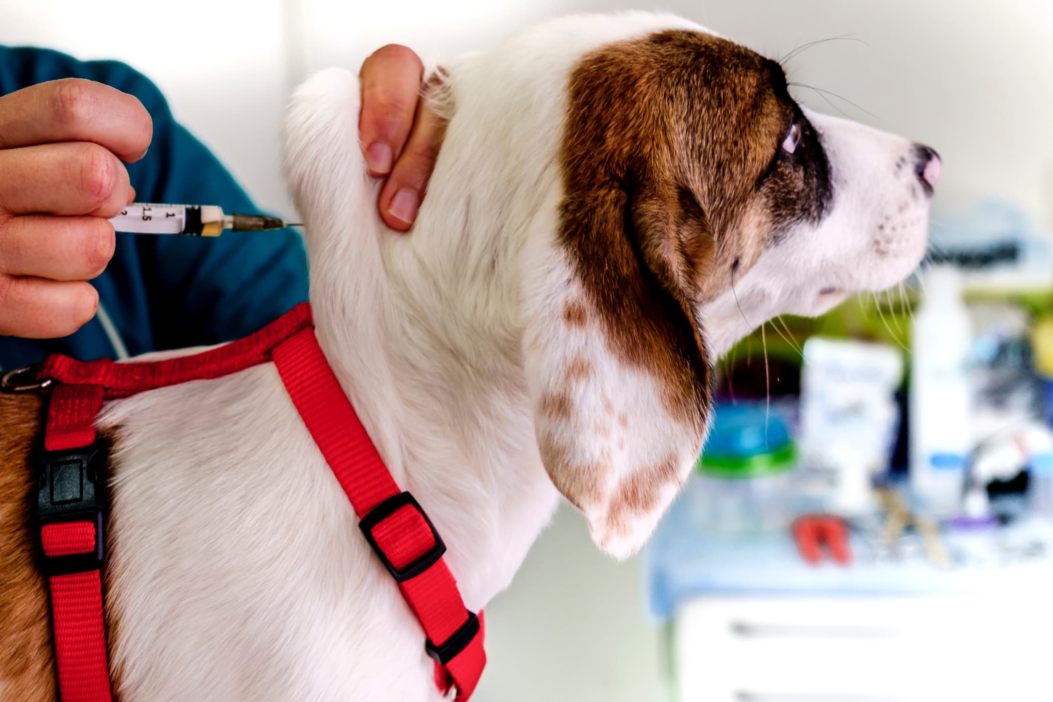 Um cachorro de pelo branco com manchas caramelo recebendo a vacina de um veterinário.