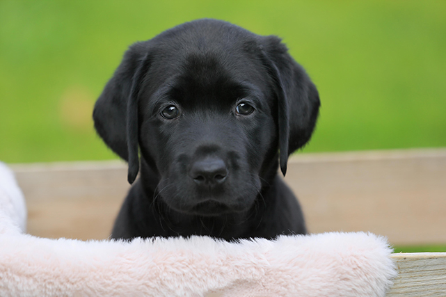 Cachorro filhote de cor preta com um cobertor branco olhando para frente.