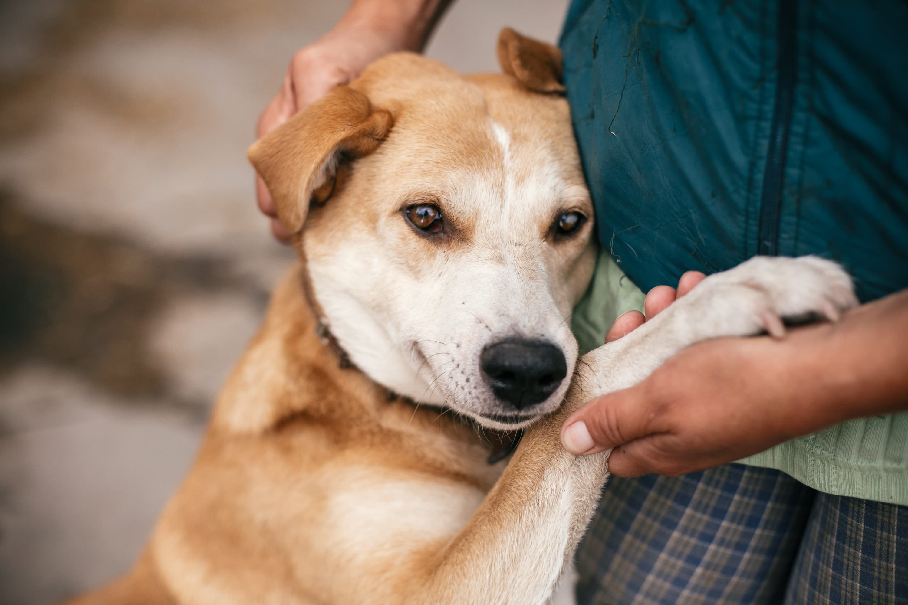 Imagem de um cachorro branco com caramelo em pé, apoiado em uma pessoa com calça xadrez e uma camiseta verde por baixo da jaqueta. A pessoa segura uma das patas do cachorro com uma mão e faz carinho em sua cabeça com a outra.