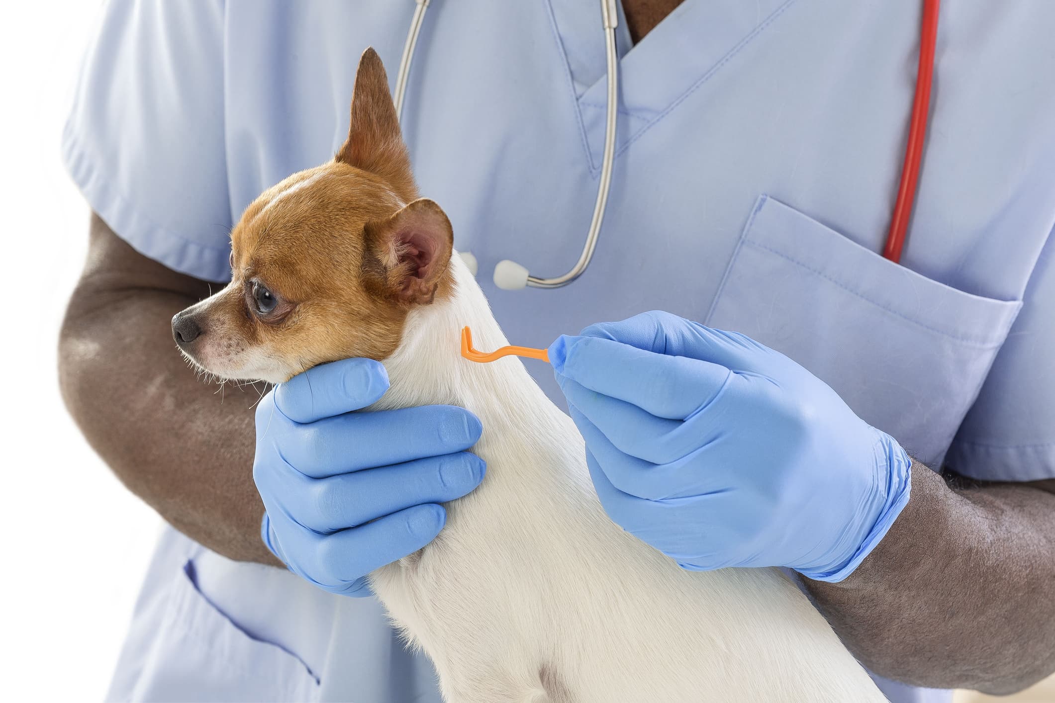Um cão da raça chihuahua sendo examinado por um veterinário negro usando uniforme e luvas na cor azul.