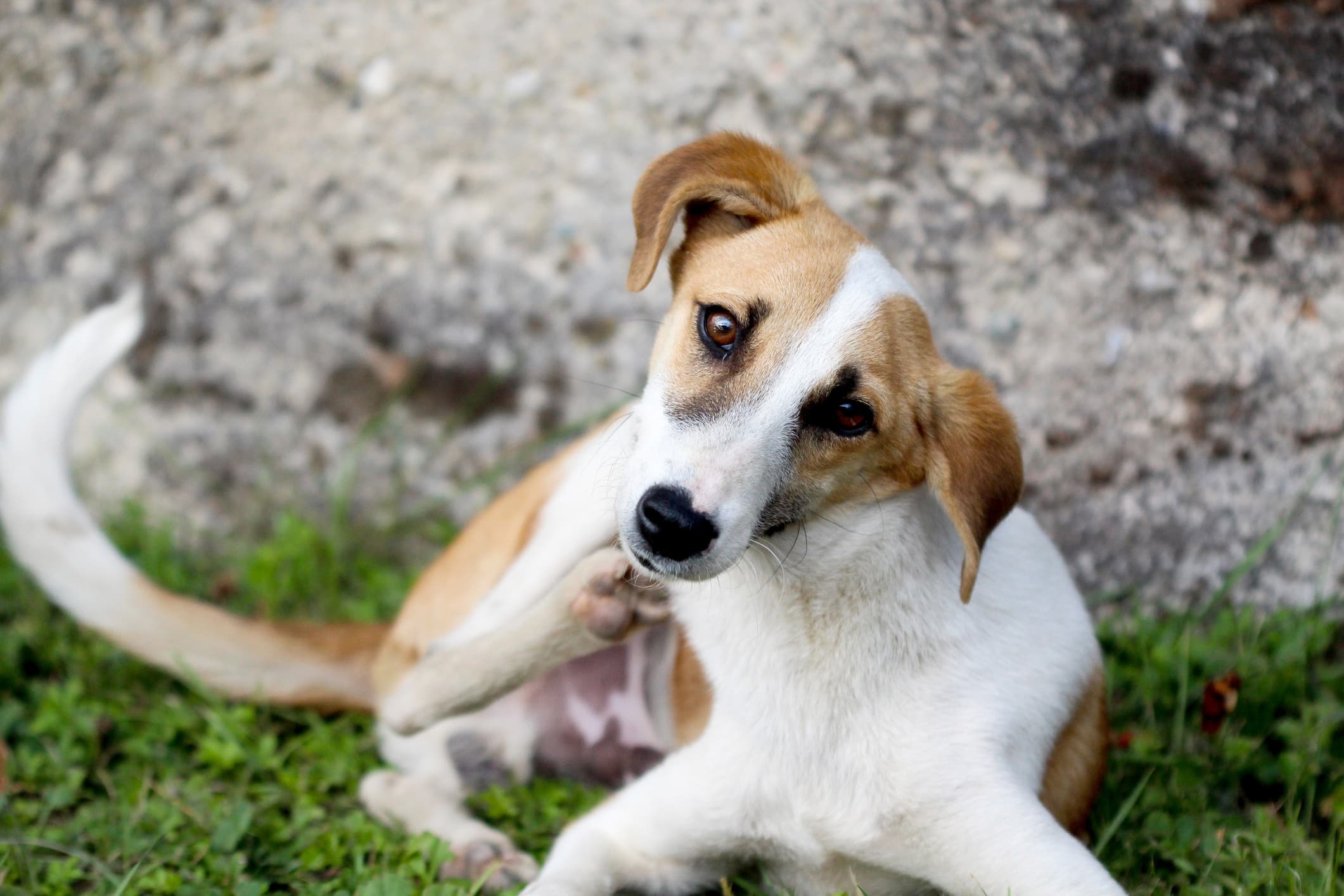 Um cão de pelo branco e manchas caramelo sentado na grama se coçando olhando fixamente para a câmera em fundo desfocado.