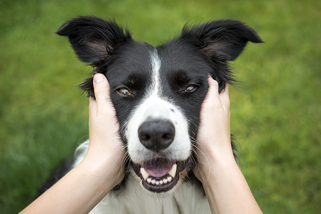 Mãos afagam o rosto de um cachorro que aparenta sorrir. Ao fundo vemos um gramado desfocado.