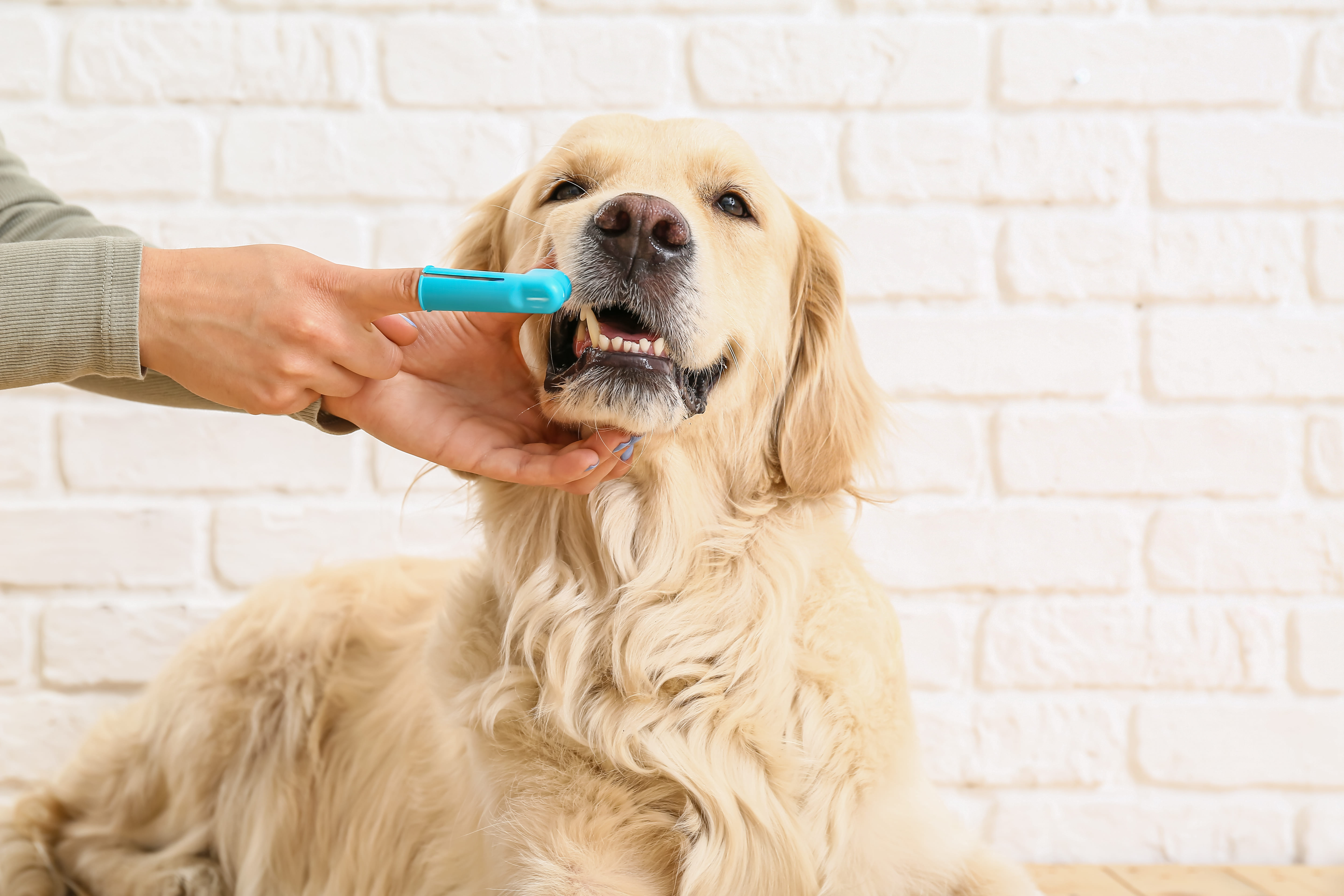  Imagem de um golden retriever deitado com a cabeça erguida e o tutor ao lado, que usa uma escova de dente dedeira para fazer o tratamento da gengivite no cachorro.