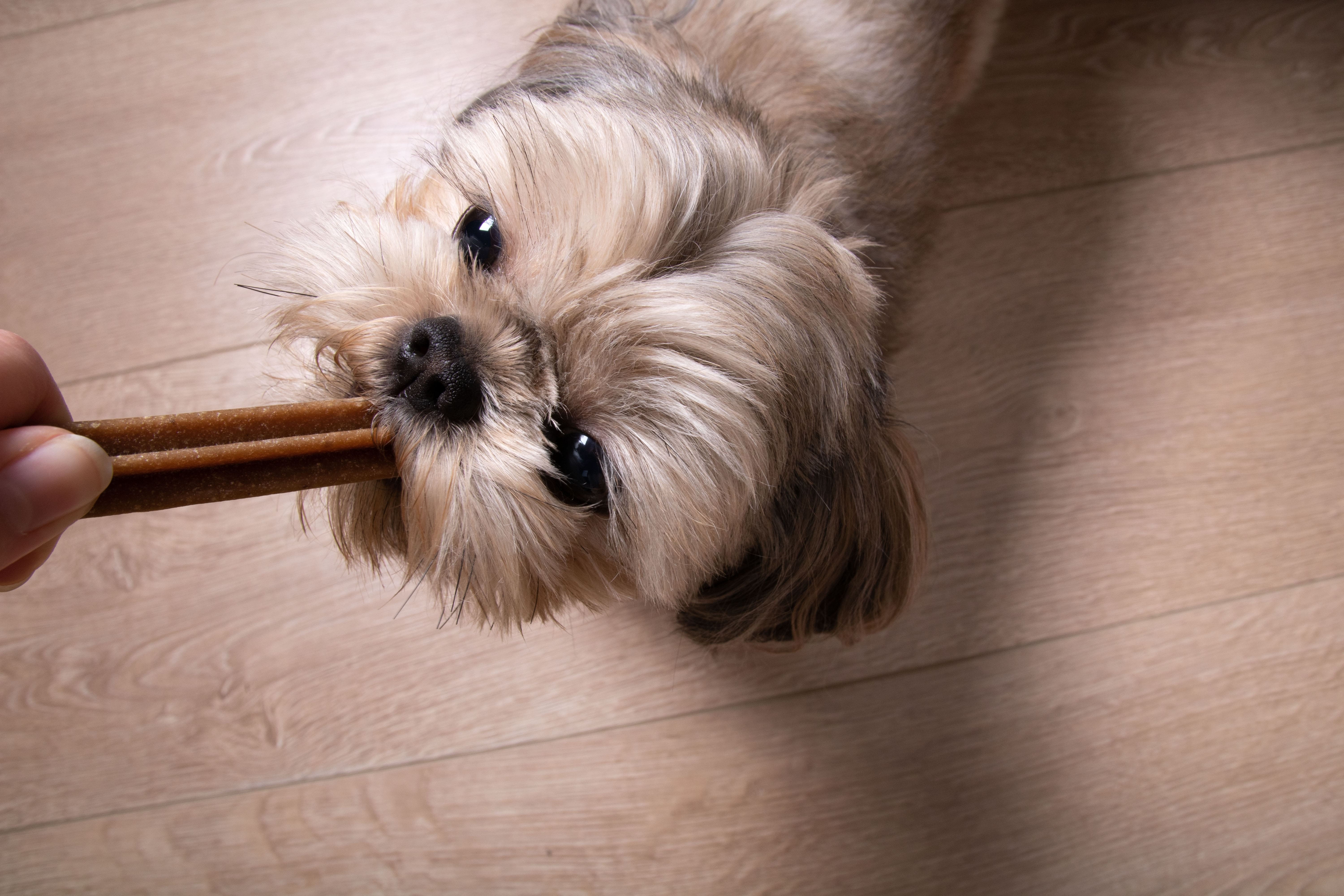 Imagem da mão de um tutor dando na boca de um shih-tzu claro que está sentado sobre um piso de madeira um petisco PEDIGREE® Dentastix para a saúde bucal.