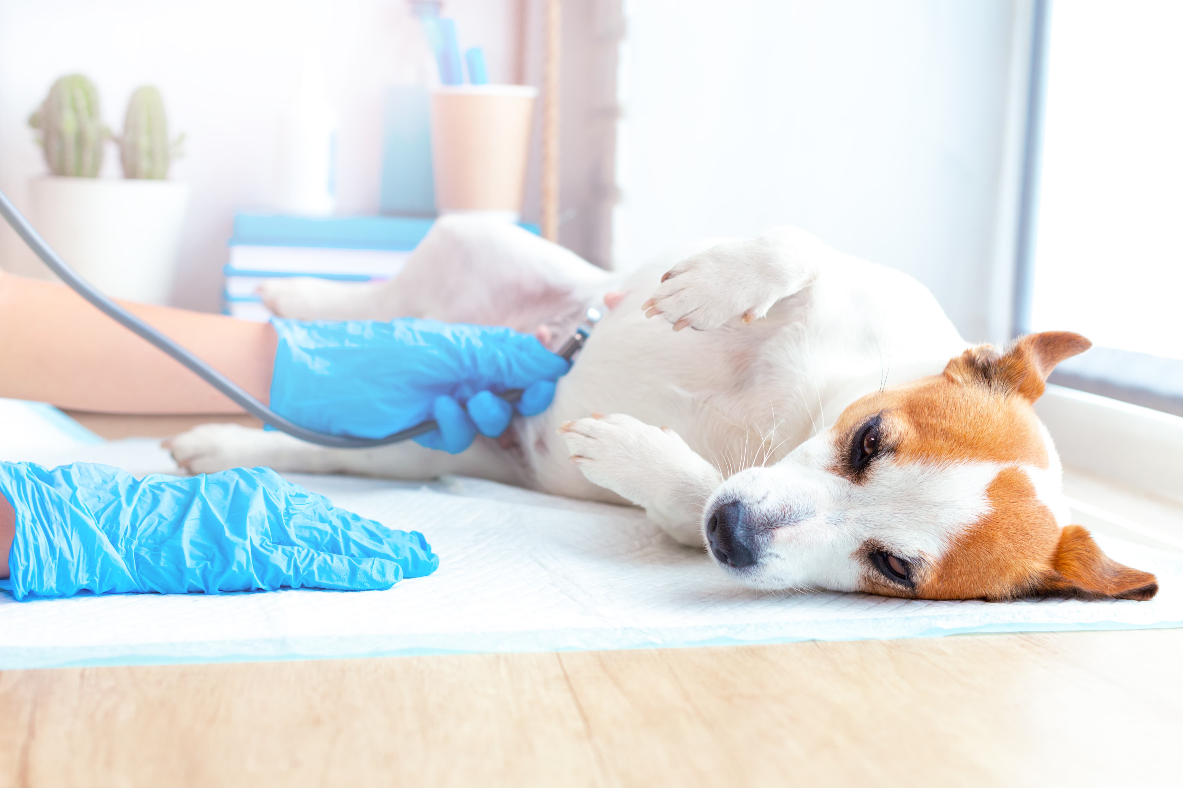 Imagem de um cachorro branco com manchas marrons deitado de barriga para cima em uma superfície de madeira, enquanto um médico veterinário de luvas faz um ultrassom nele. Ao lado, há uma janela e do outro lado, vasos.