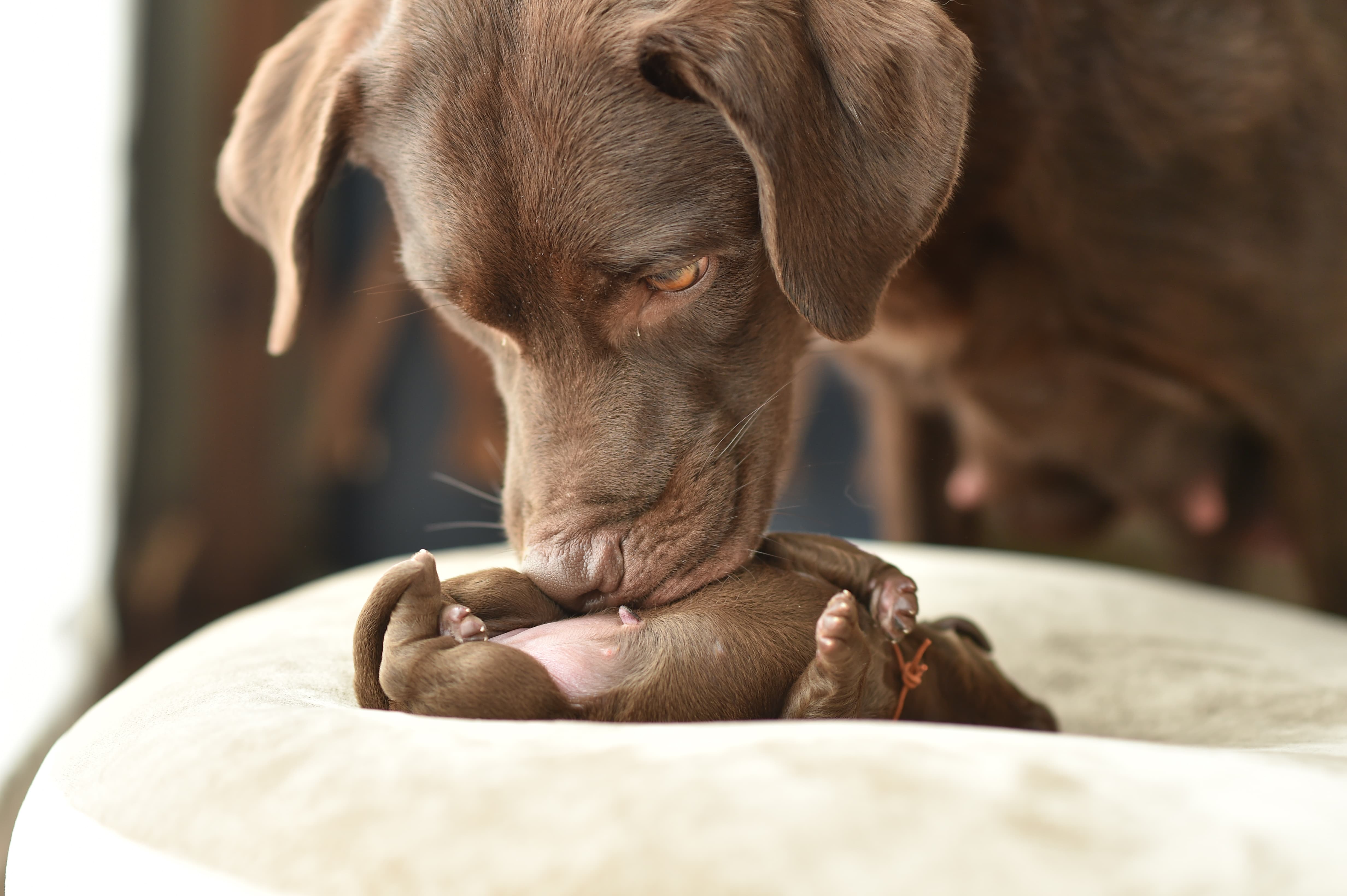  Imagem de uma cachorra marrom lambendo seu filhote que está de barriga para cima em um puff claro.