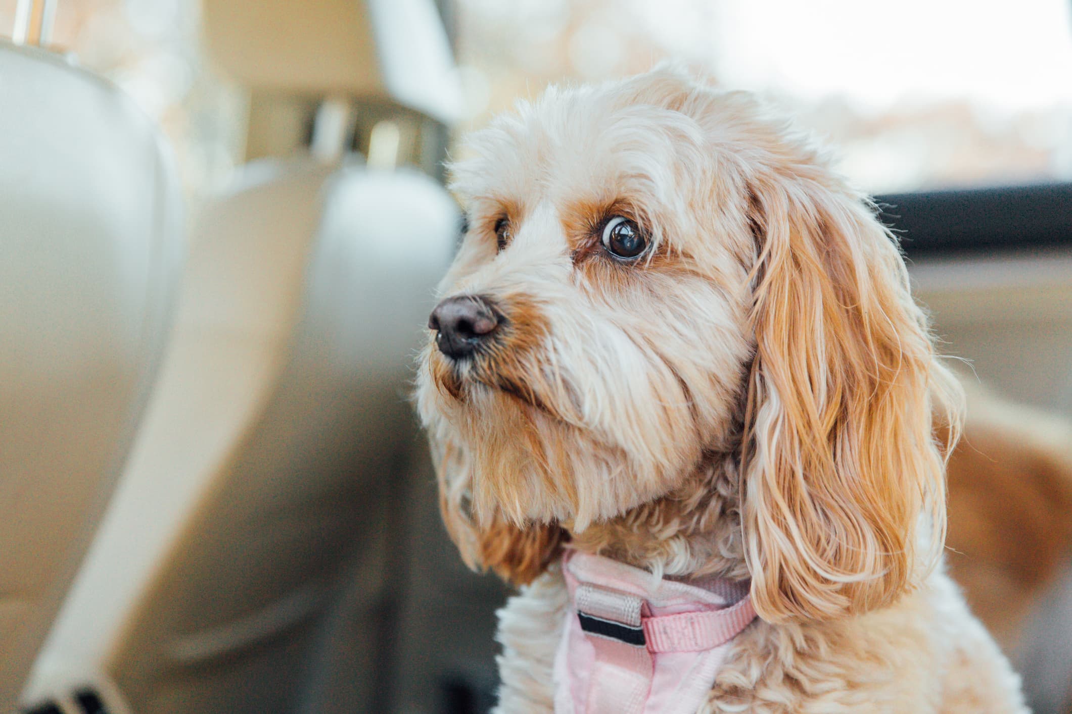 Um cachorro de pelo bege e olhos escuros com mancha de lágrima ácida em volta dos olhos, sentado no banco de trás do carro usando uma coleira rosa e fundo desfocado.