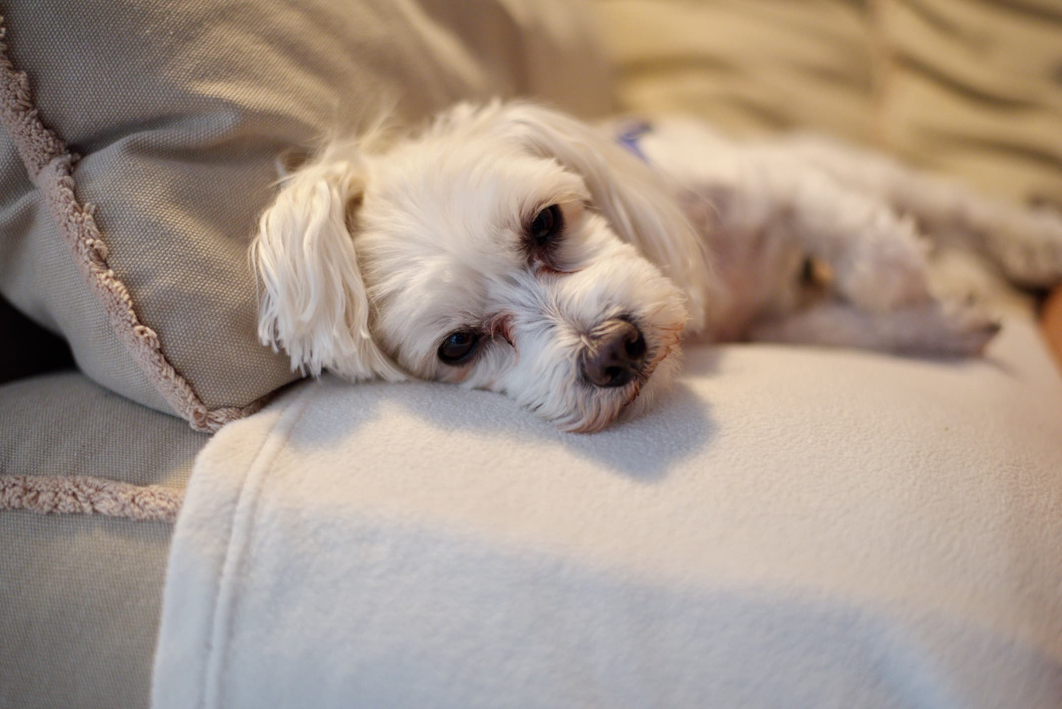 Um cachorro de pelo branco e olhos escuros, deitado sobre uma coberta branca que está sobre um sofá cinza e fundo desfocado.