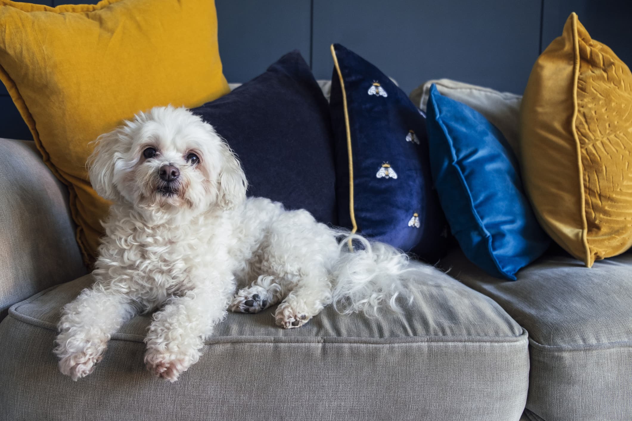 Um cão de pelo branco e olhos escuros, com mancha de lágrima ácida ao redor dos olhos, sentado em um sofá cinza com almofadas de cores azul e amarelo.