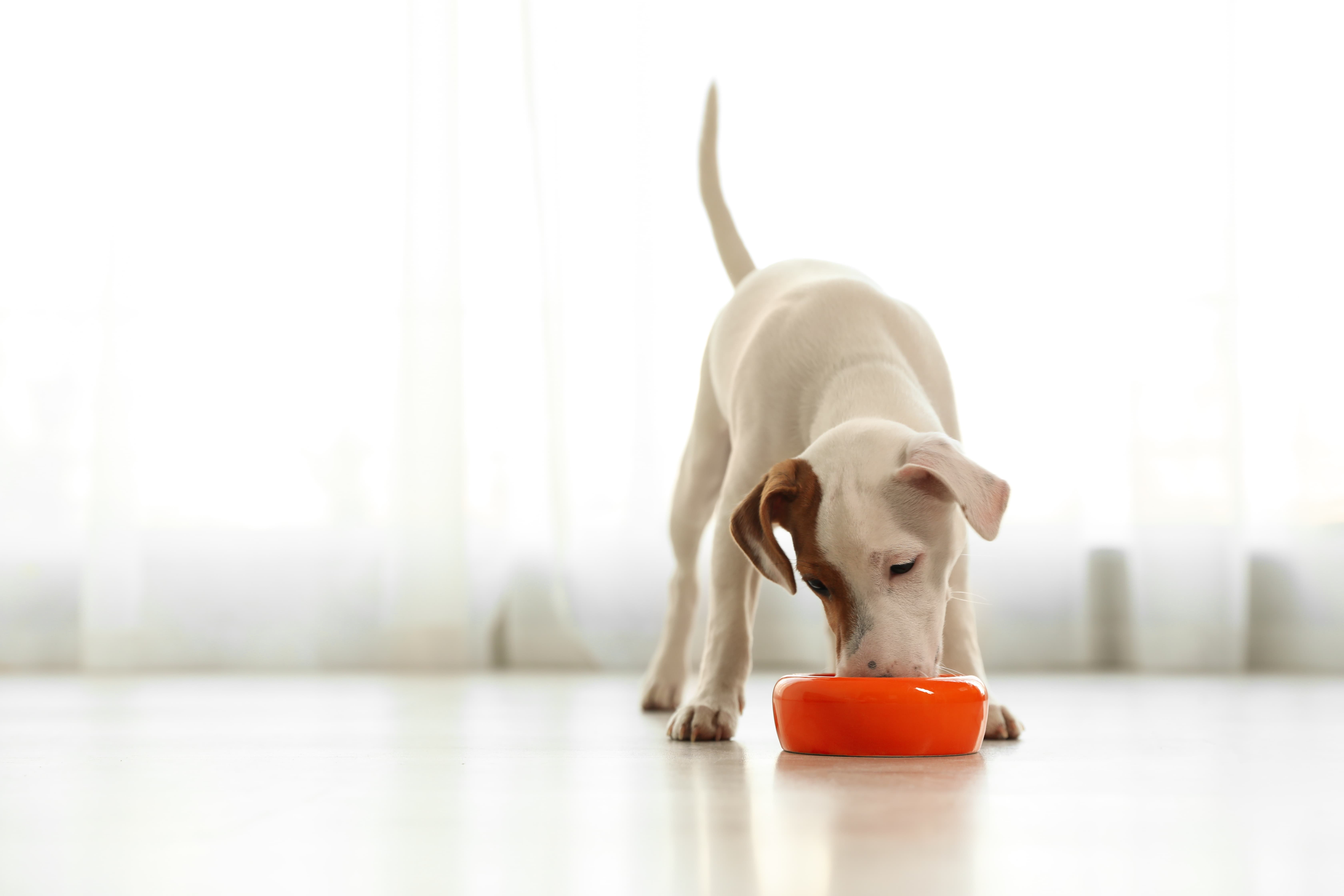 imagem de um cachorro amarelo claro comendo ração em uma vasilha inox com um sofá e planta desfocados de fundo.