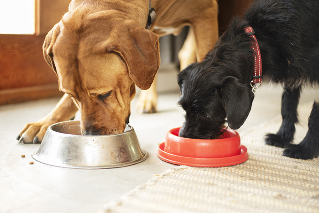 Cachorro de pelo caramelo se alimentando em comedouro inox e cachorro de pelo preto com coleira vermelha se alimentando em comedouro laranja, fundo desfocado.