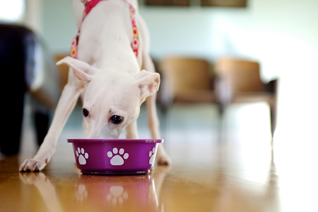 Cachorro de pelo branco usando guia vermelha se alimentando em comedouro roxo com marcas de patinhas brancas com fundo desfocado.