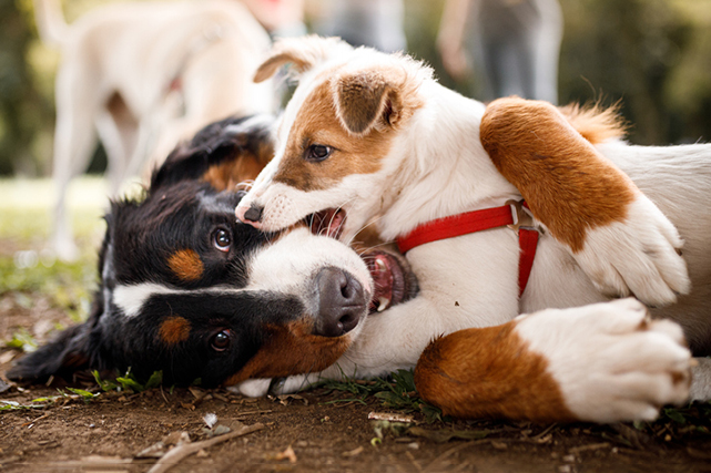 Cão branco e marrom brincando de morder com  outro cão preto, branco e marrom que esta deitado no chão  com terra e grama. 