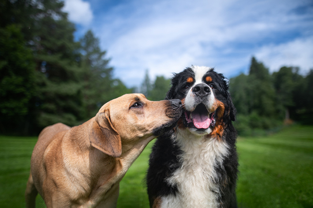 Cão preto e marrom com bota bege na boca em posição de  fuga. 