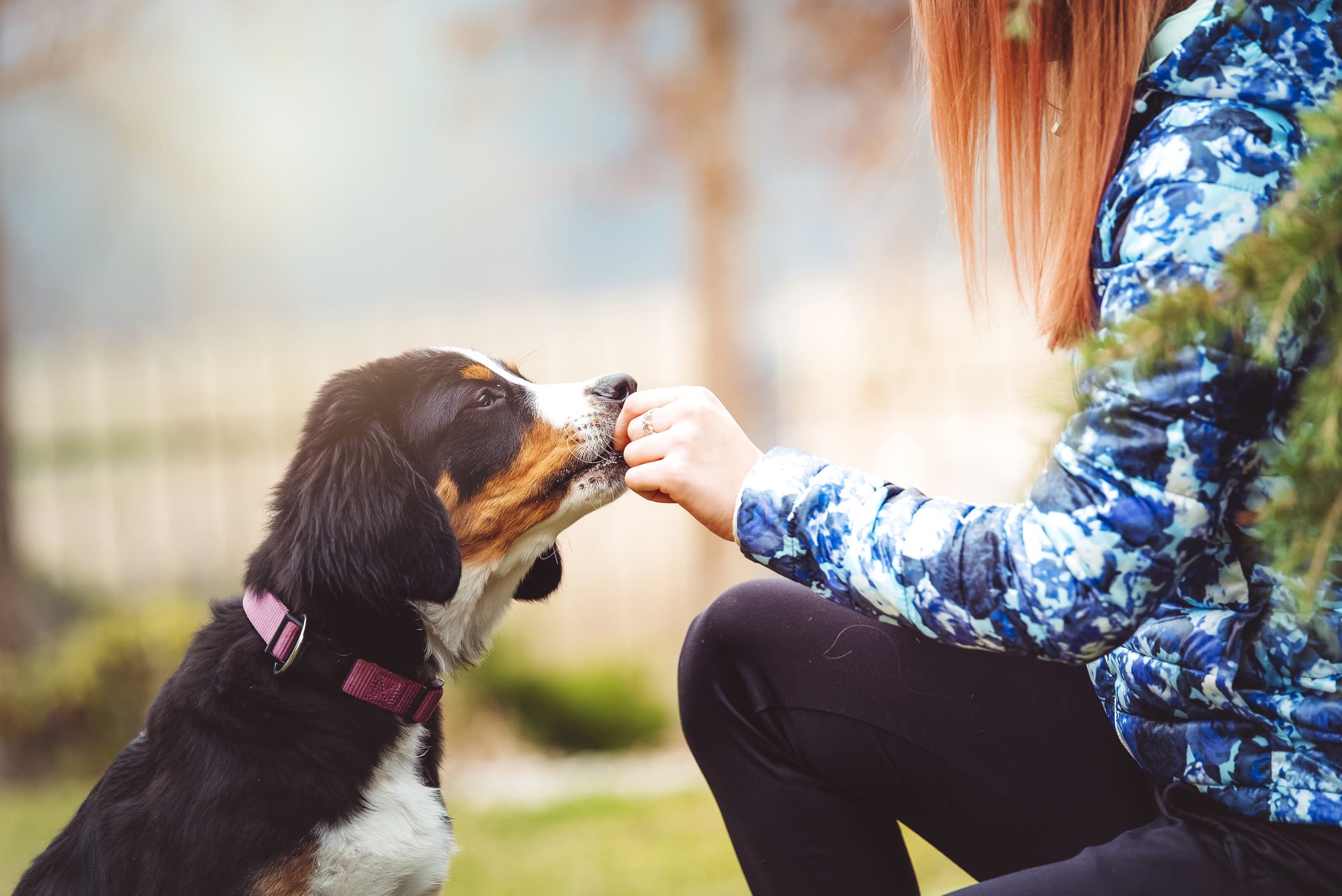 Um cachorro de pelo preto, com manchas brancas e marrons, sentado recebendo petisco da sua tutora.