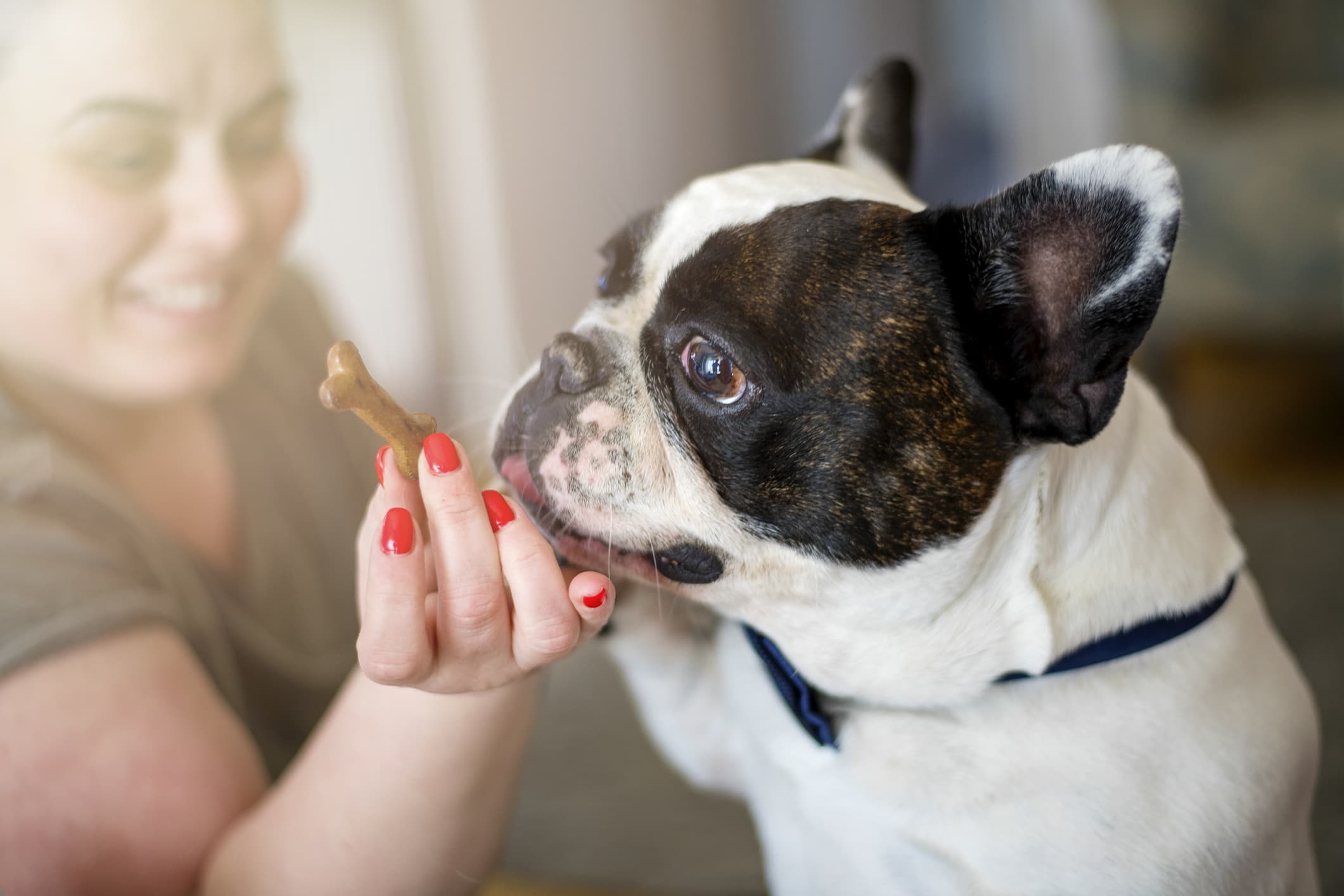 Um cachorro da raça bulldog francês recebendo um petisco da sua tutora.