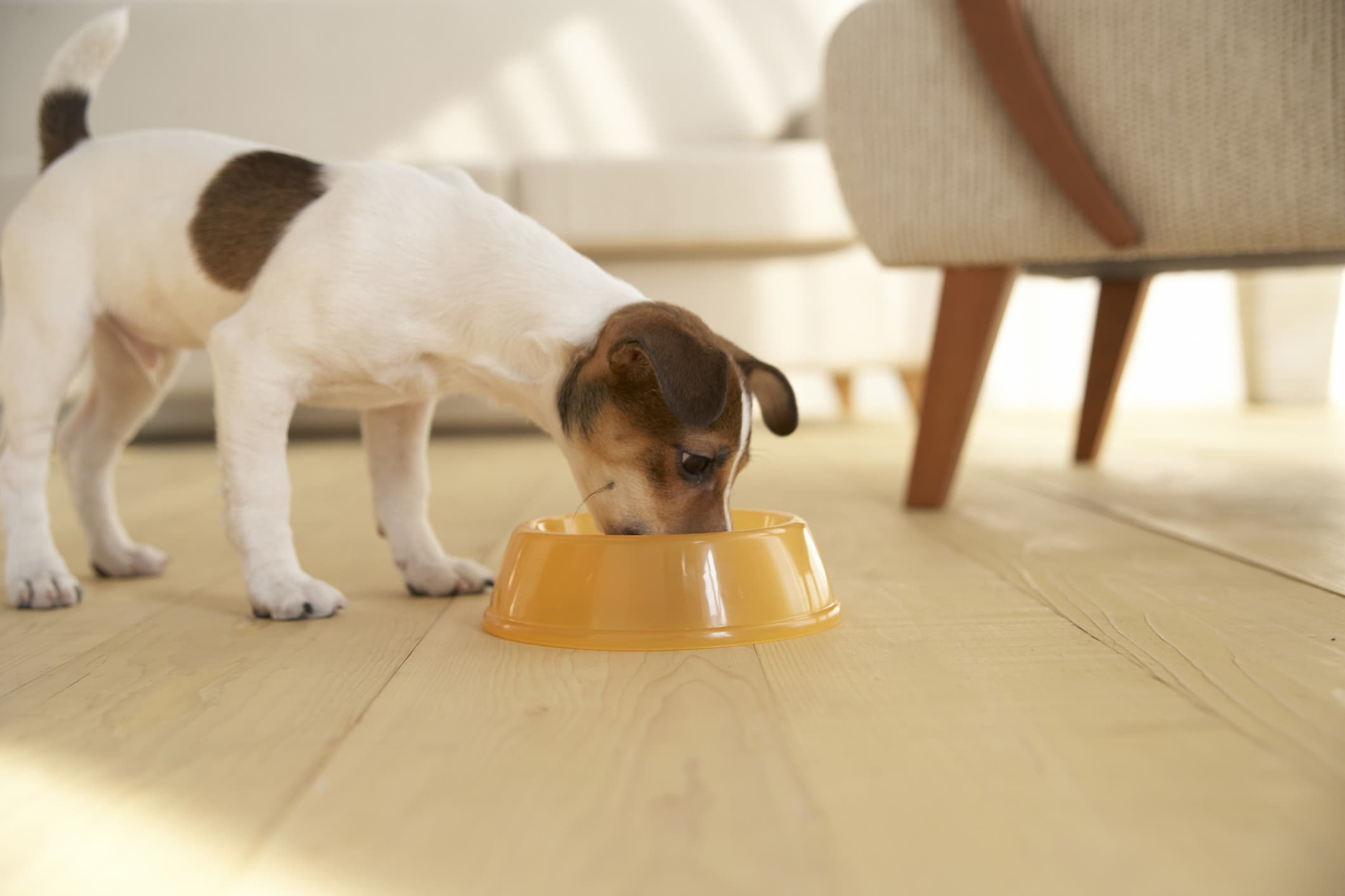 um cachorro de pelo branco e manchas marrom se alimentando em uma vasilha de cor laranja ao fundo uma poltrona de cor bege