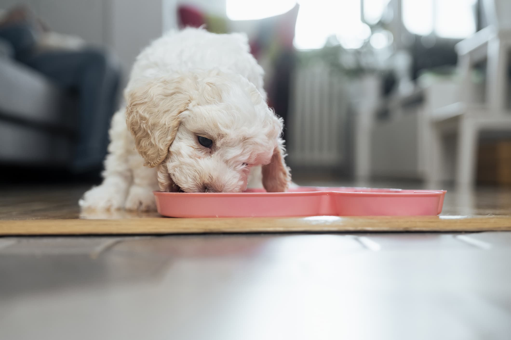 um cachorro de pelo branco comendo ração de uma vasilha rosa com fundo desfocado