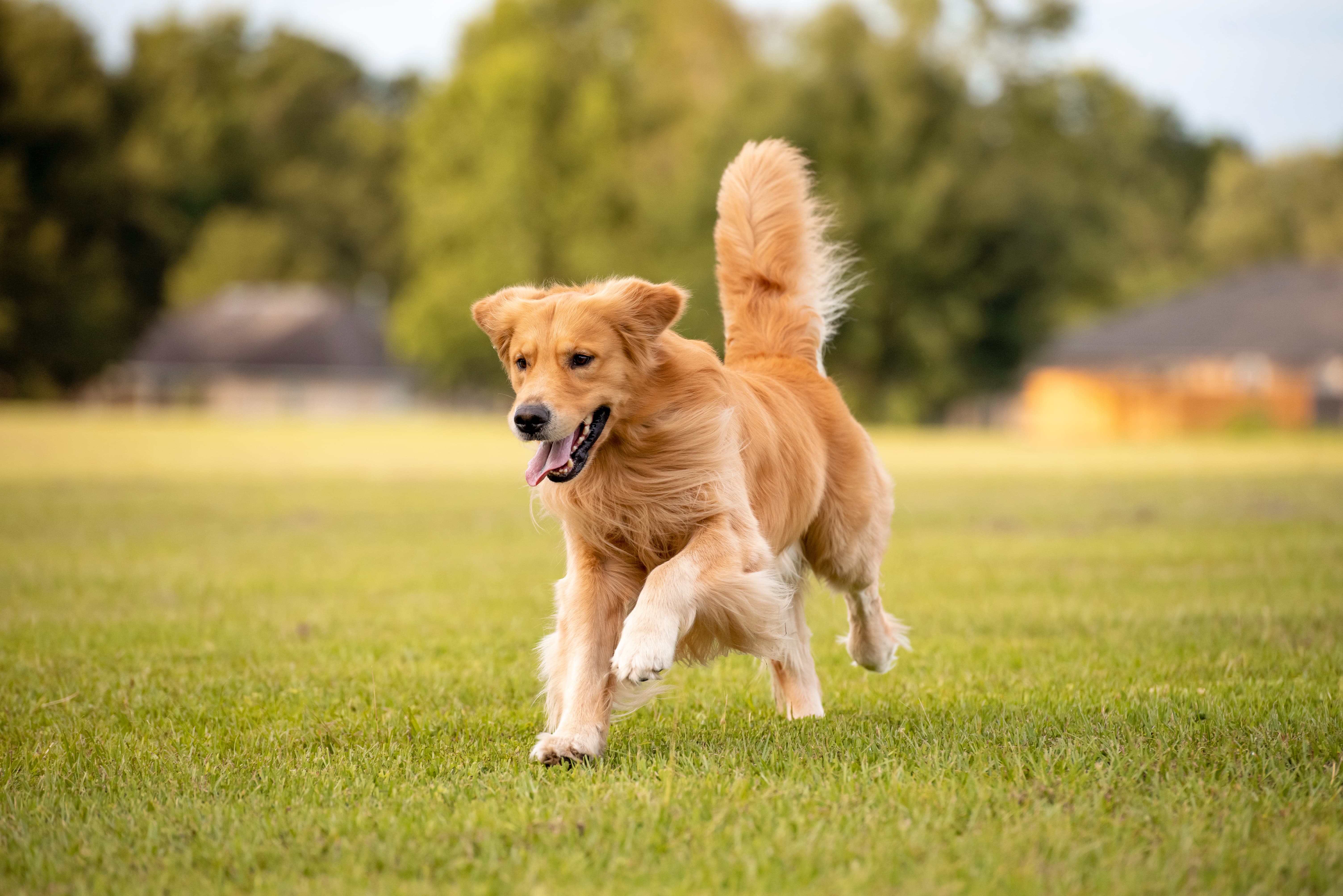 Imagem de um Golden Retriever caramelo correndo com a língua para fora sobre a grama, ao lado de arbustos.