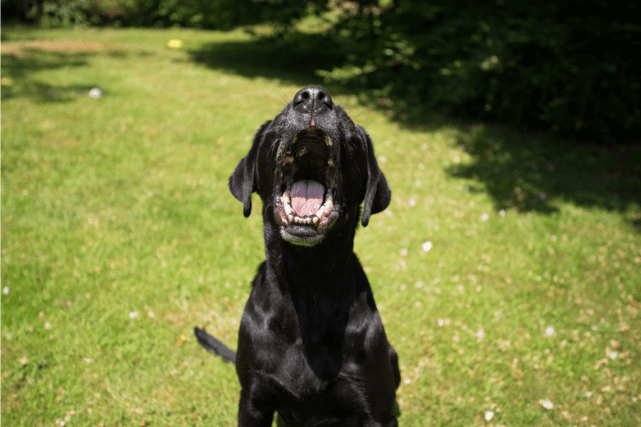 Um cachorro preto abre a boca para a câmera, em um amplo gramado esverdeado.