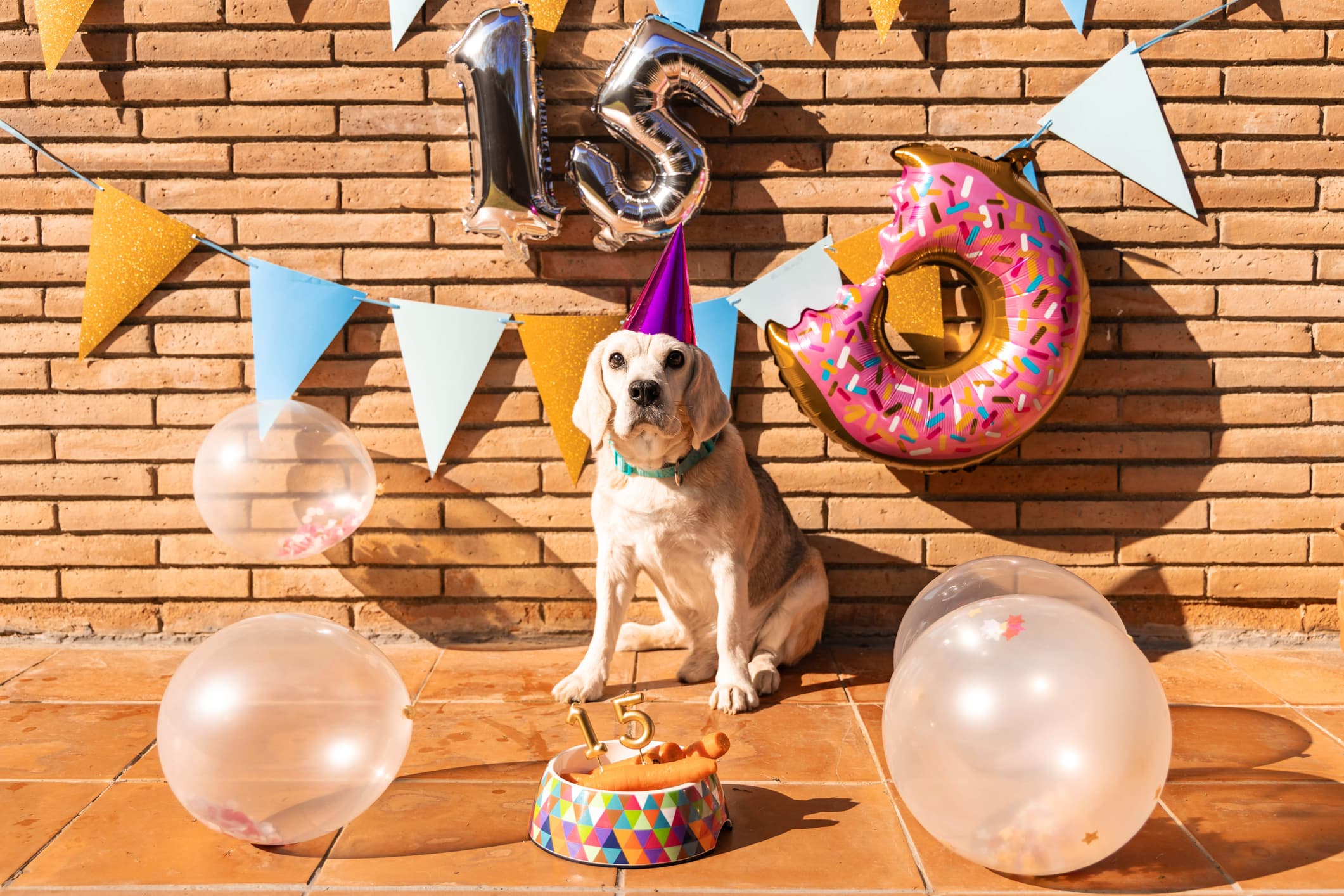 Um cão de pelo bege comemorando seu aniversário de quinze anos, ao fundo uma parede de tijolinhos bandeirinhas e bexigas.