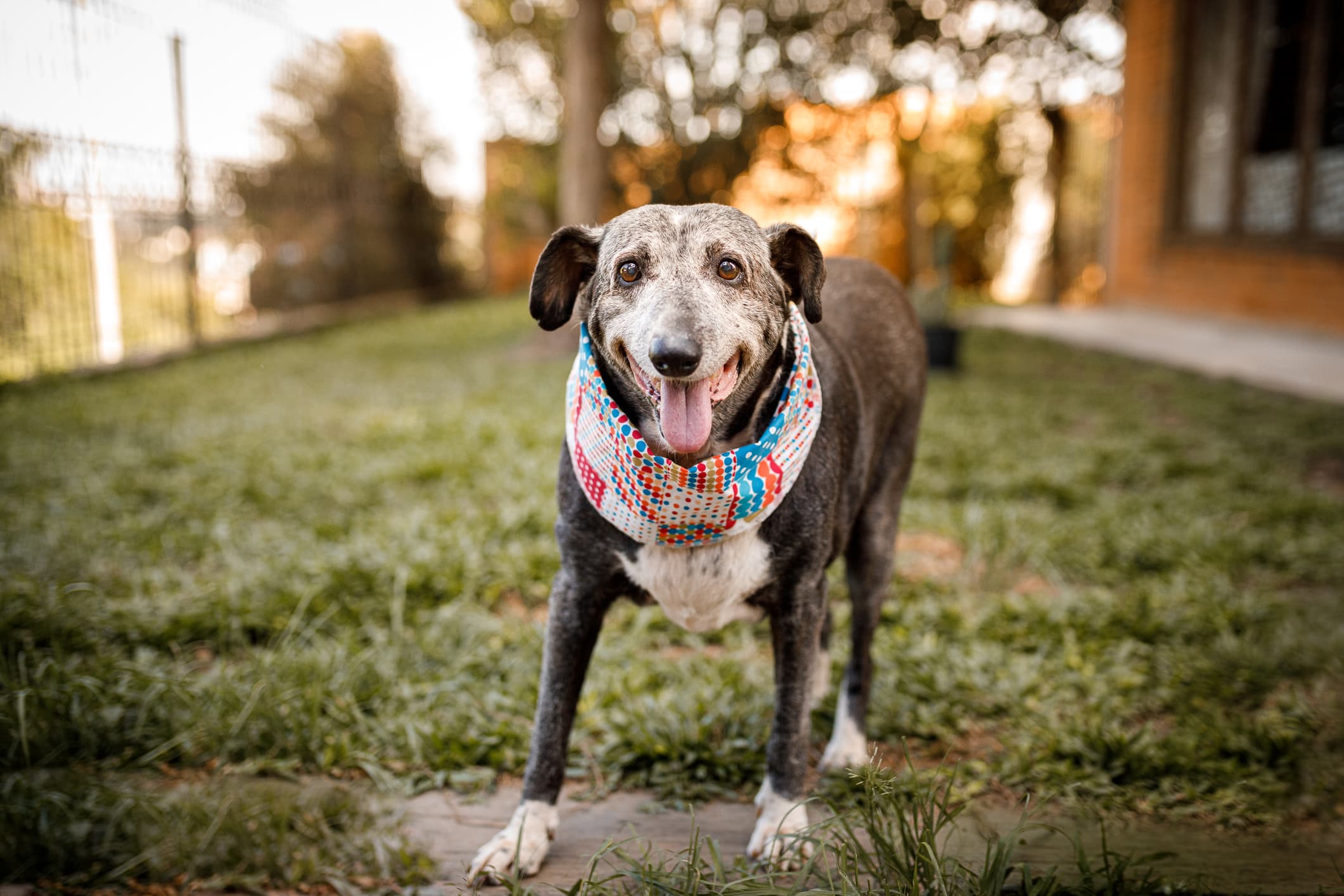 Um cão de pelo preto e marrom aparentando ser idodso usando uma bandana colorida ao fundo um jardim