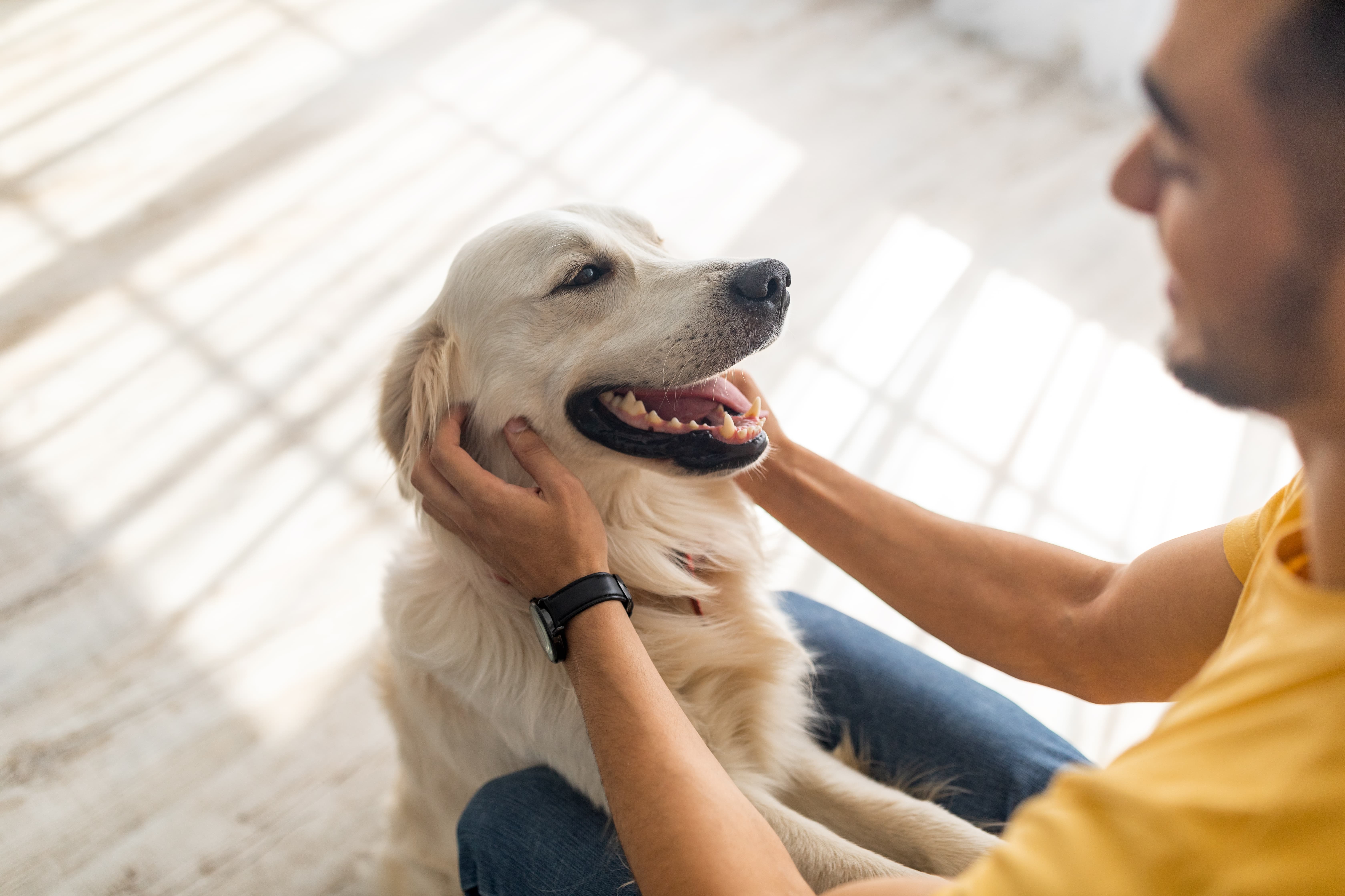 Imagem de um Golden Retriever na cor amarelo bem claro, de boca aberta sentado com as patas em cima da perna do seu tutor que faz carinho em suas orelhas.