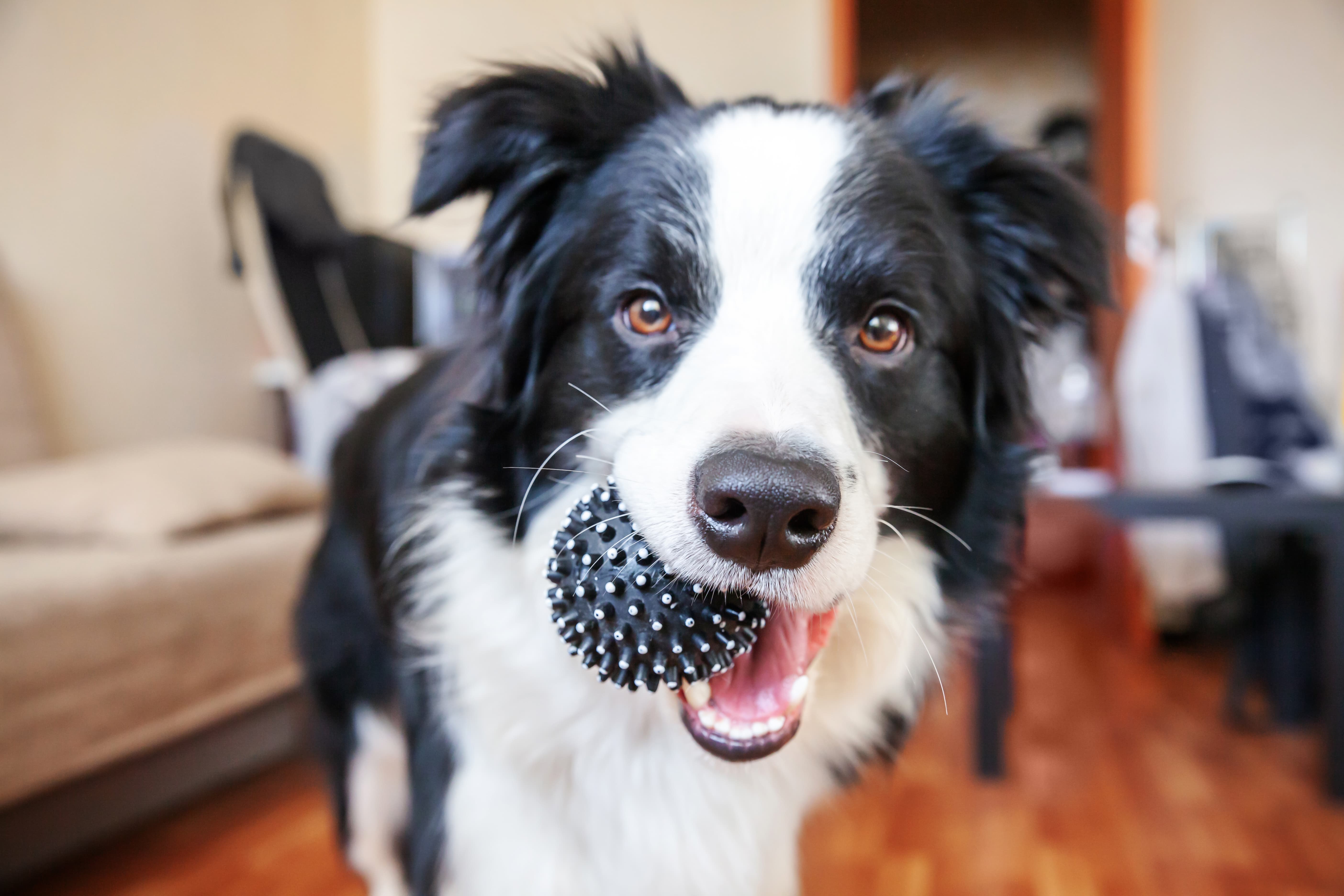  Imagem de um cachorro peludo na cor branco e preto segurando uma bolinha preta e cinza na boca e de fundo sofá e mesa desfocados.