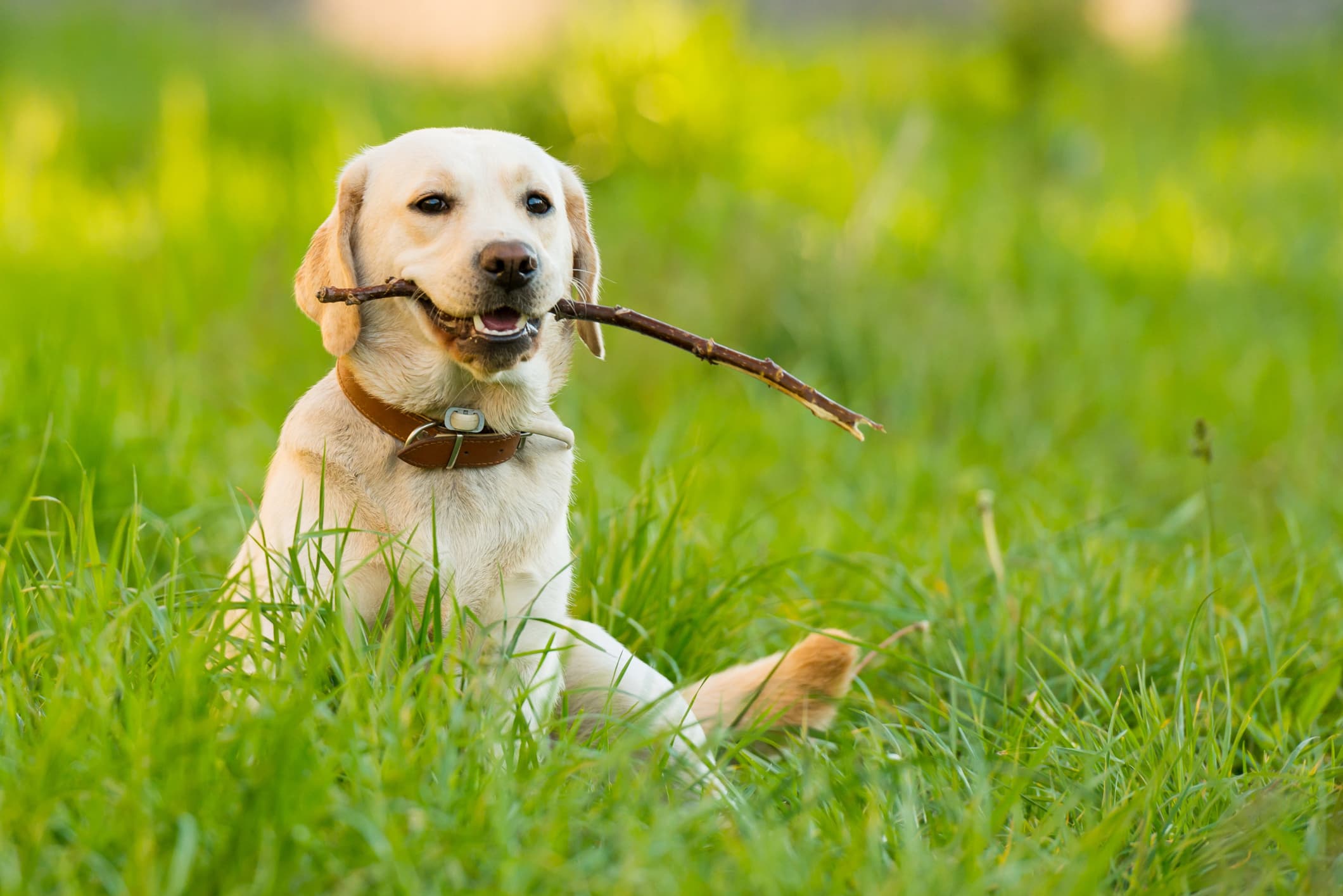 Um cachorro da raça labrador segurando um graveto com a boca usando uma coleira marrom olhando fixamente para algo.