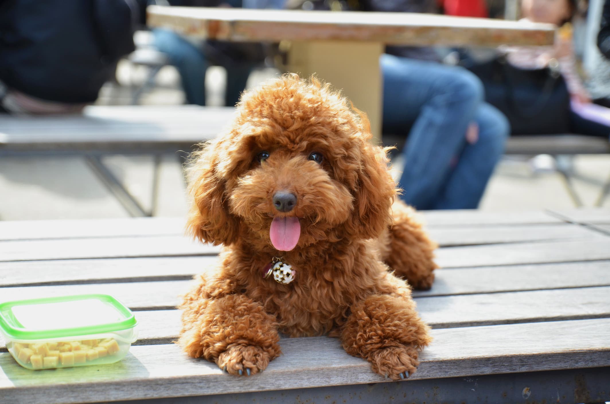 Um cachorro da raça poodle cor caramelo sentado em um banco de madeira ao lado de um pote plástico com a tampa verde olhando fixamente para a câmera com a língua de fora e fundo desfocado.